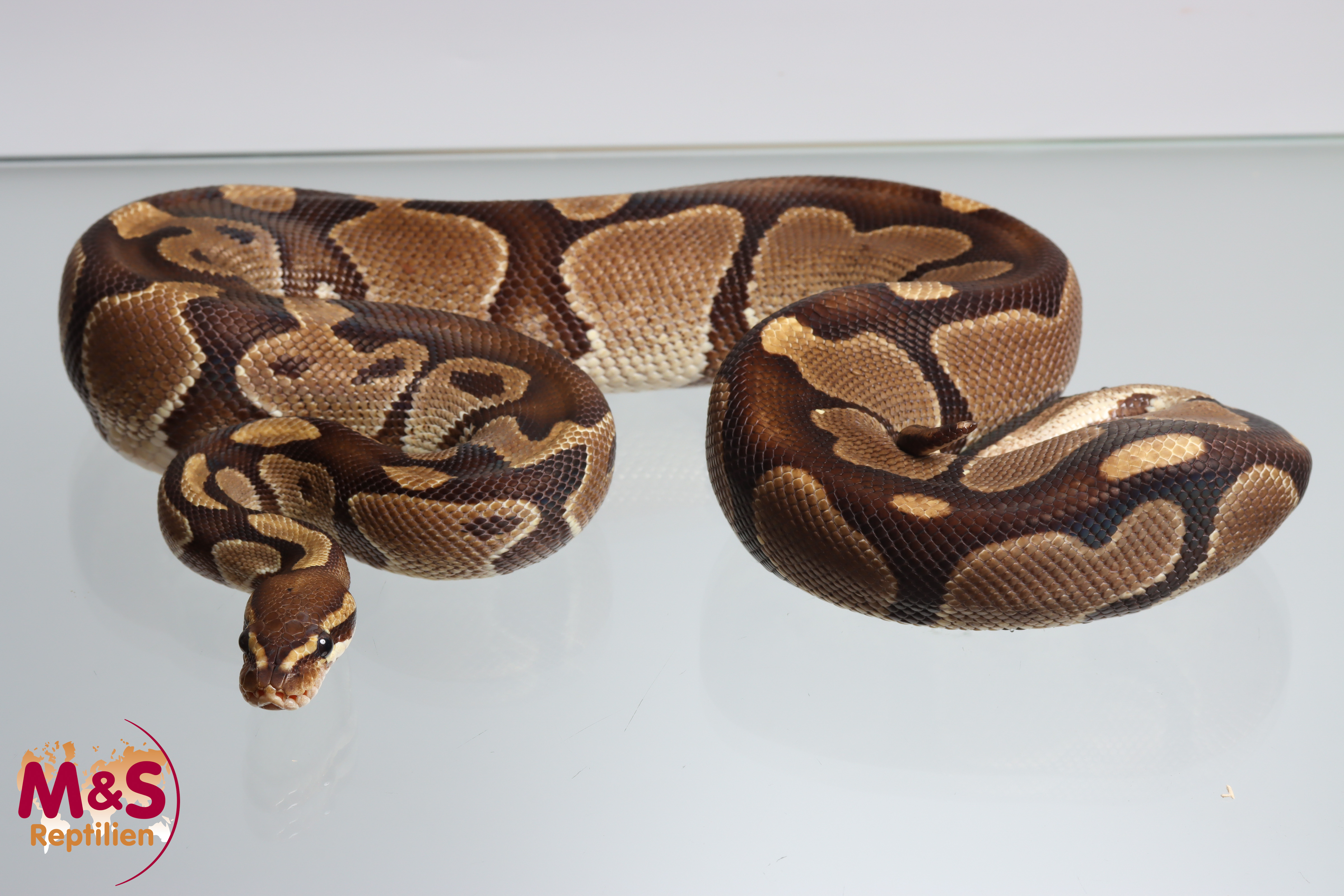 1.0 (Male)  "Classic" Königspython NZ'19 (adult) Python regius