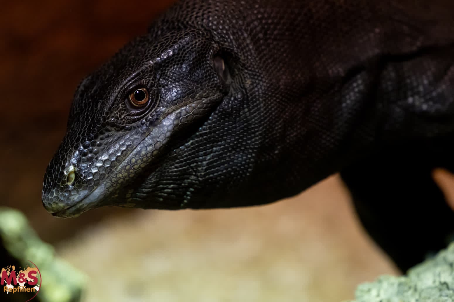 0.1 (Female) Black Water Monitor (Komaini) NZ' 22 ( ca.150cm) Varanus salvator (Originalbild)