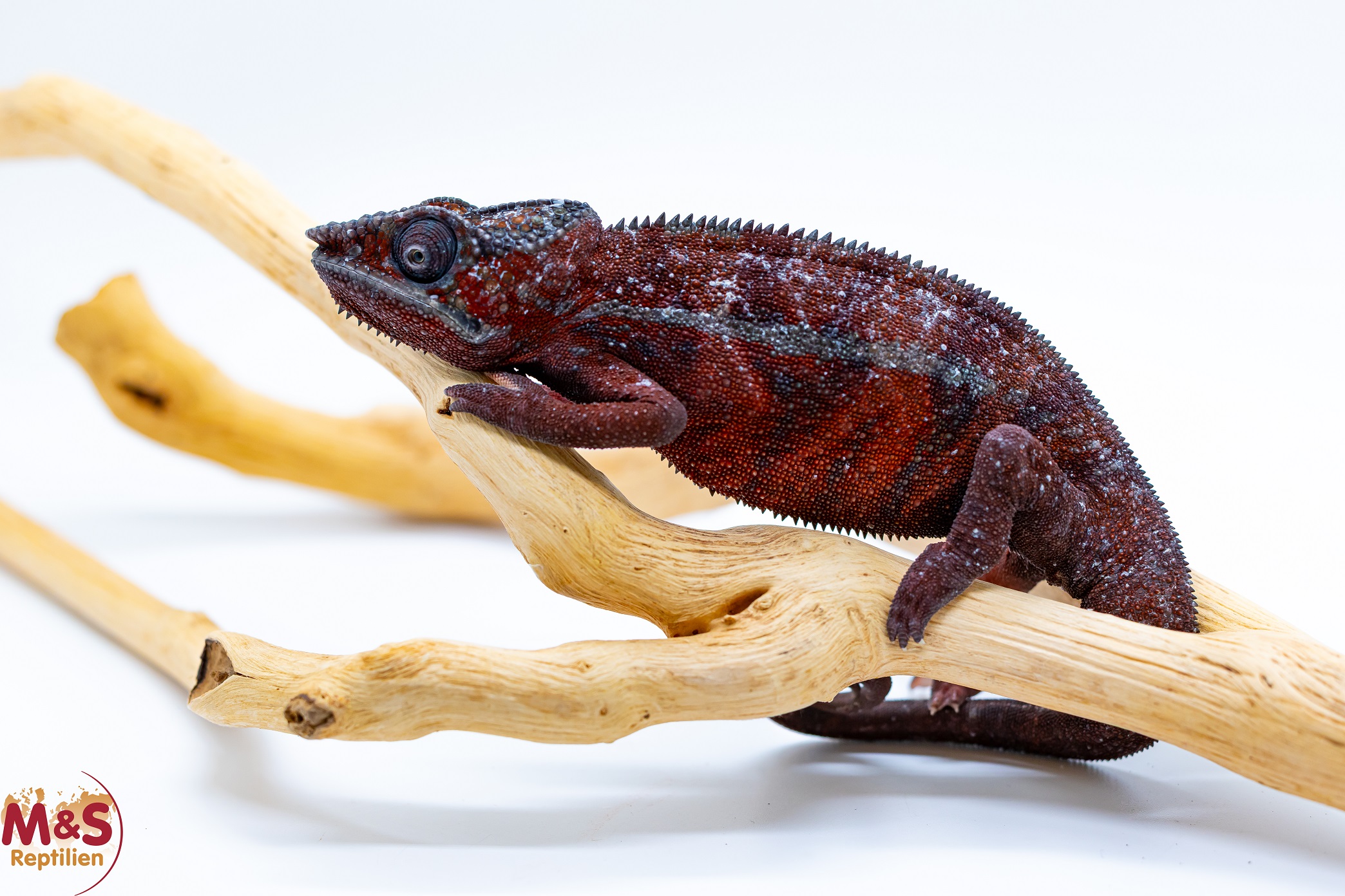 1.0 (Male) 'Ambilobe red' Pantherchamäleon NZ´25 (subadult) Furcifer pardalis (Originalbild)