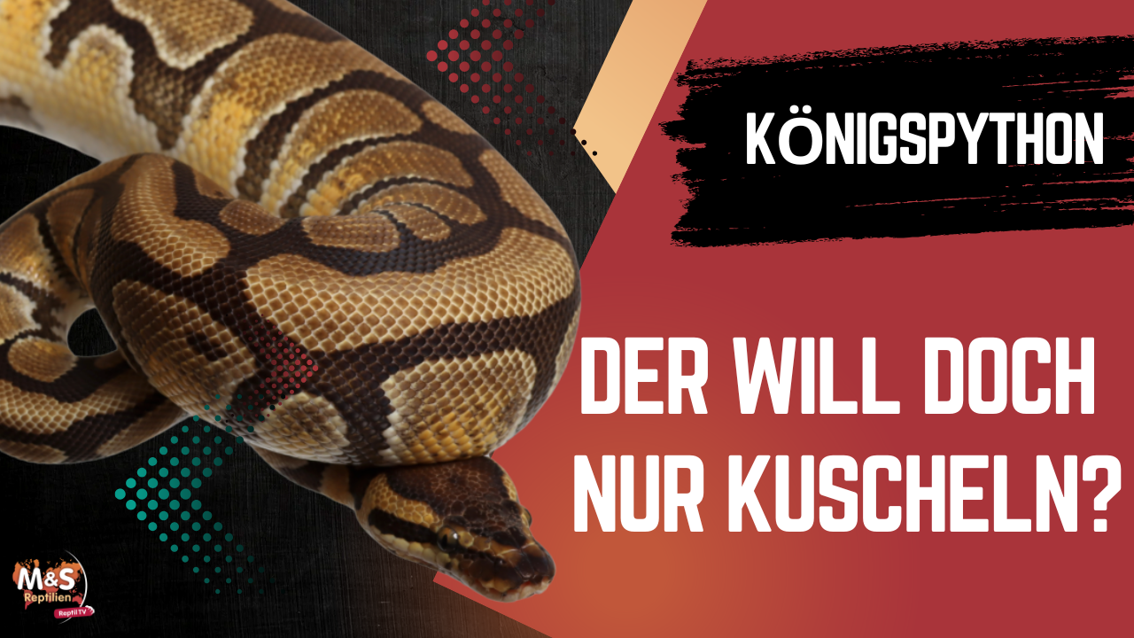 Königspython will kuscheln?! – Neue Studie sorgt für Diskussion