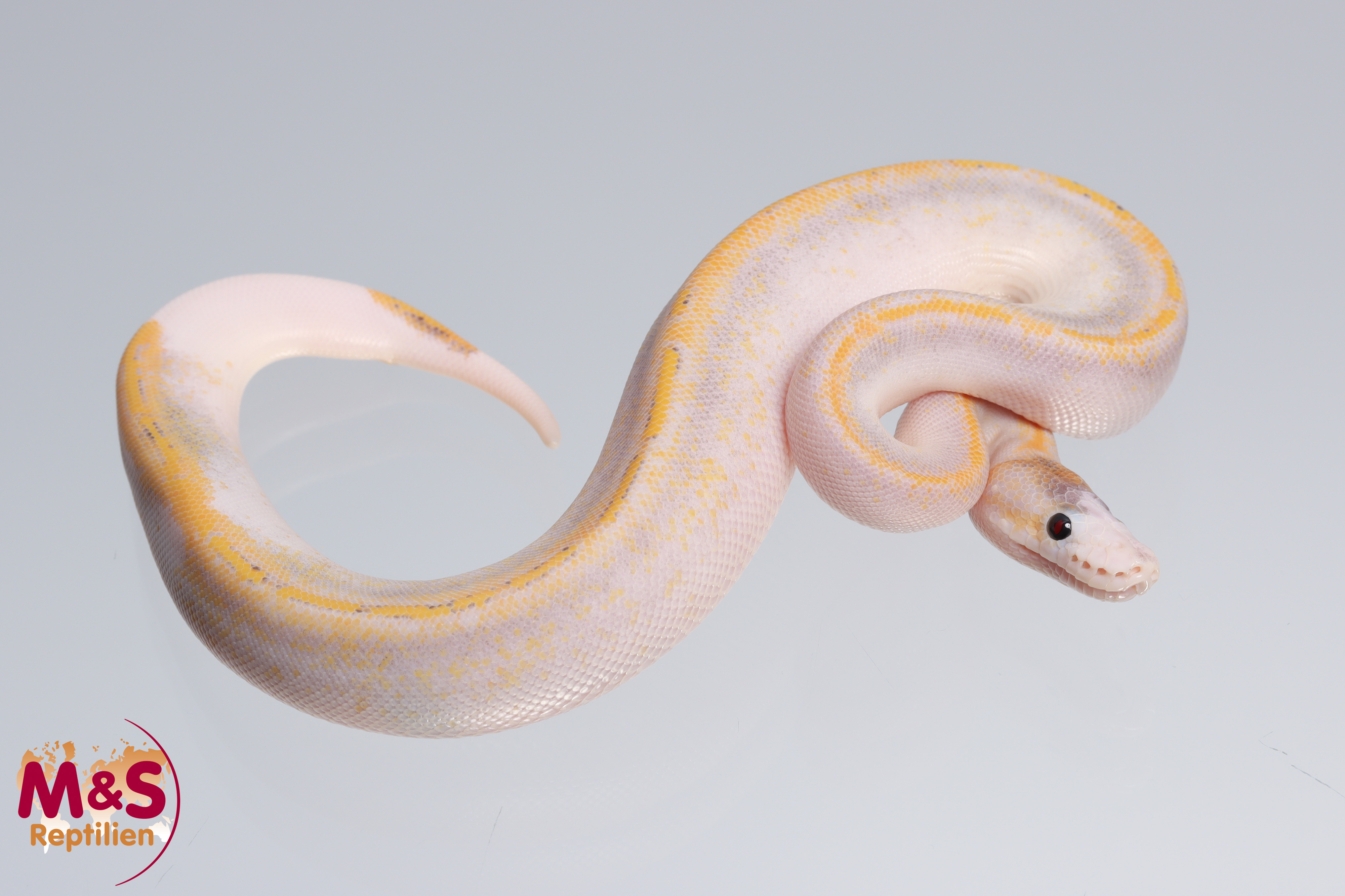 0.1 (Female) Champagne - Highway? oder Super Gravel? Königspython NZ´M&S´22 Python regius