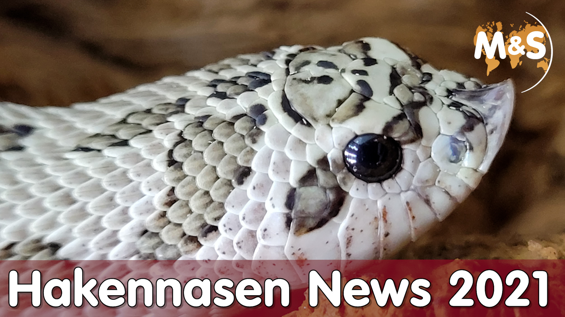 Hakennasen News 2021 | Aktuelle Farben / Morphen | Reptil TV