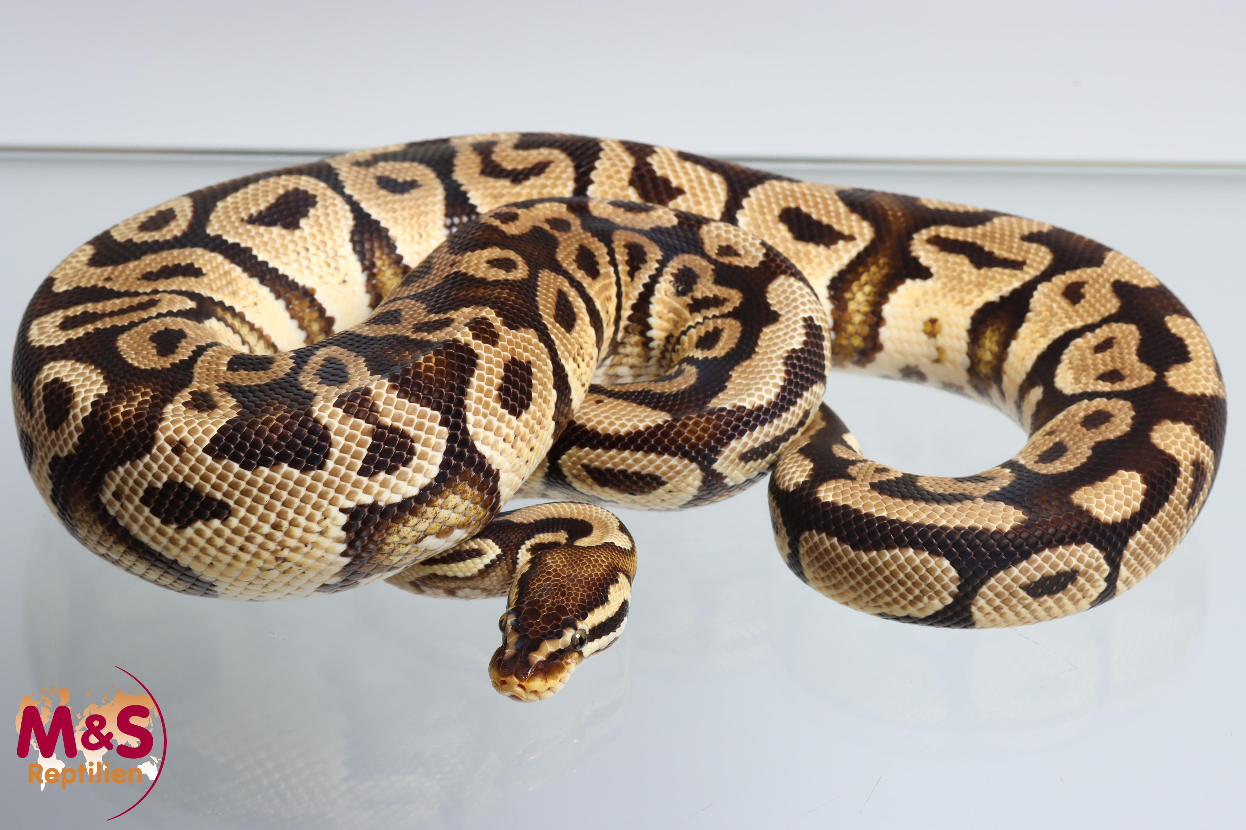 1.0 (Male) Gravel - Pastel Königspython NZ´20 (adult) Python regius