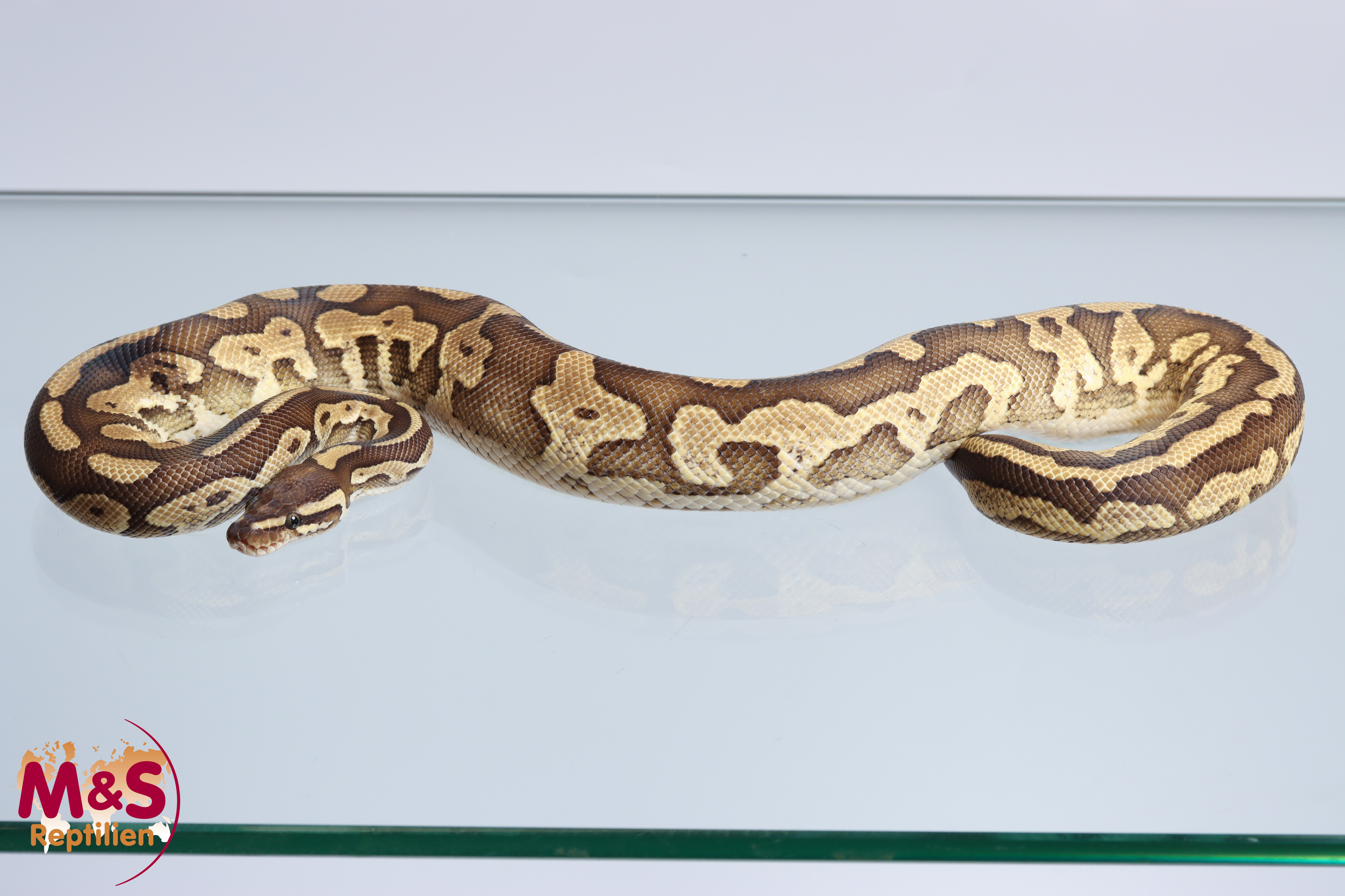 1.0 (Male) Confusion Lesser Calico Königspython NZ´M&S´23 Python regius