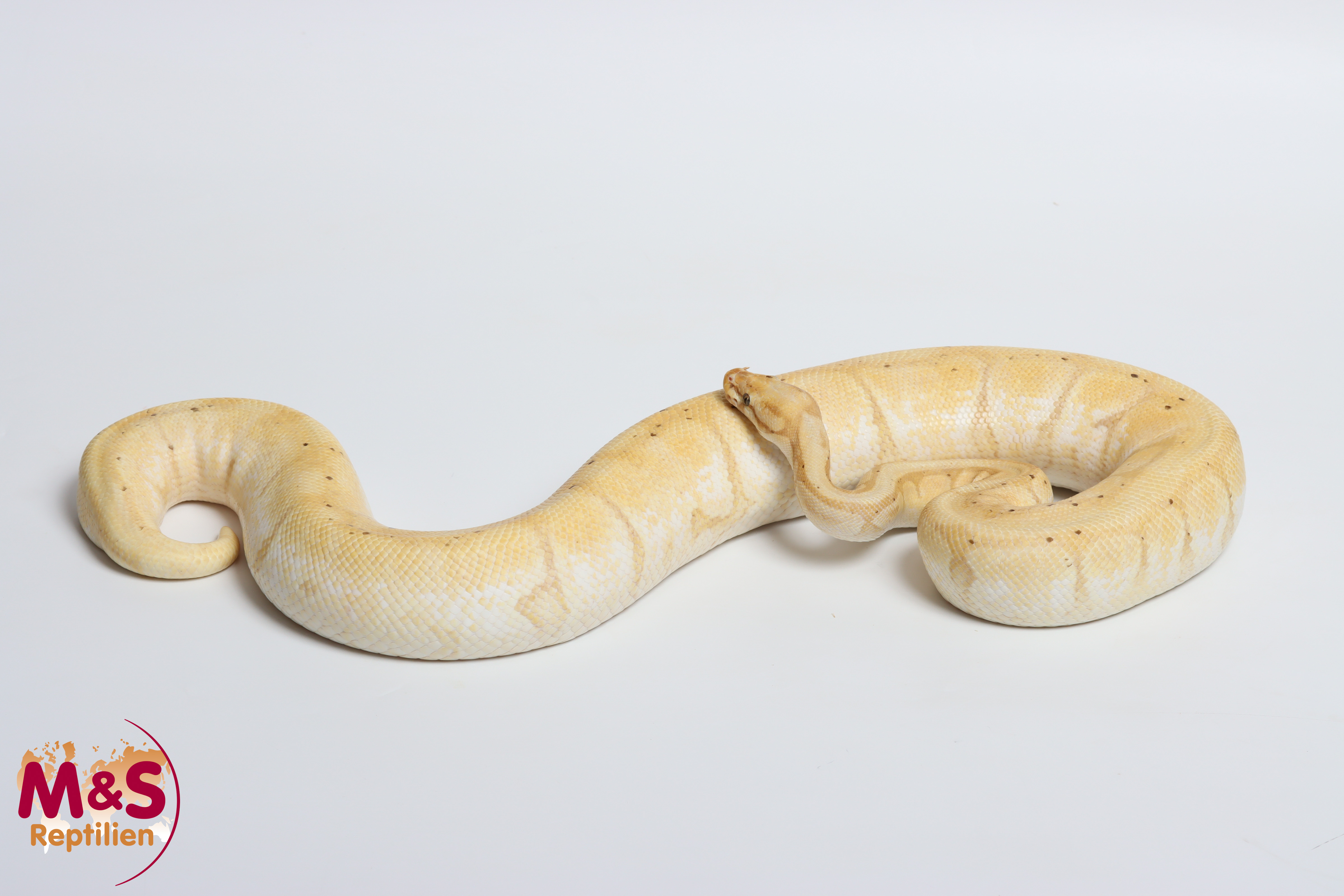 0.1 (Female) Coral Glow (Banana) - Spider poss Enchi Königspython NZ´M&S´17 P. regius (Originalbild)