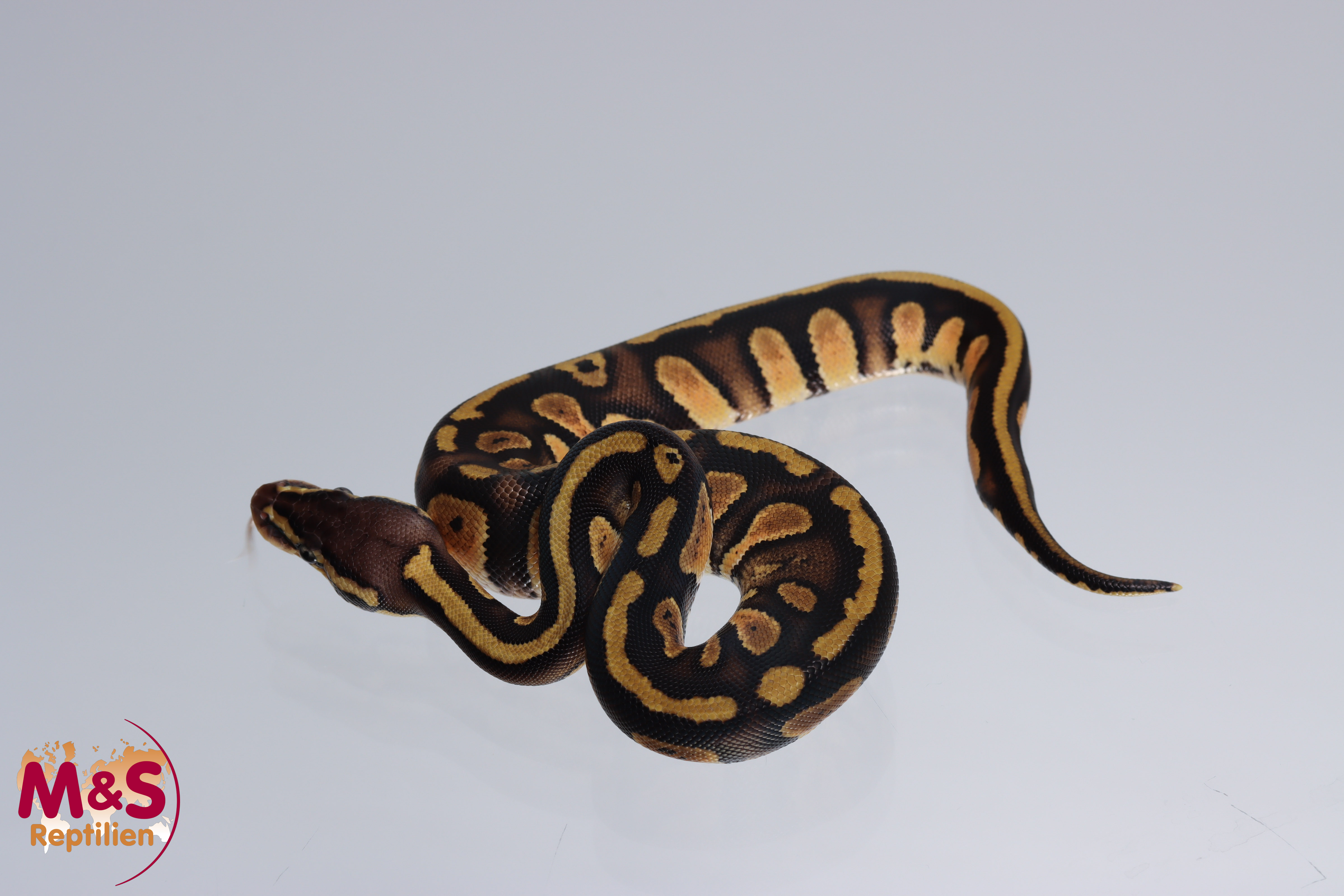 0.1 (Female) Pastel - Stranger 50% poss. hetero Piebald Königspython NZ´M&S´22 Python regius