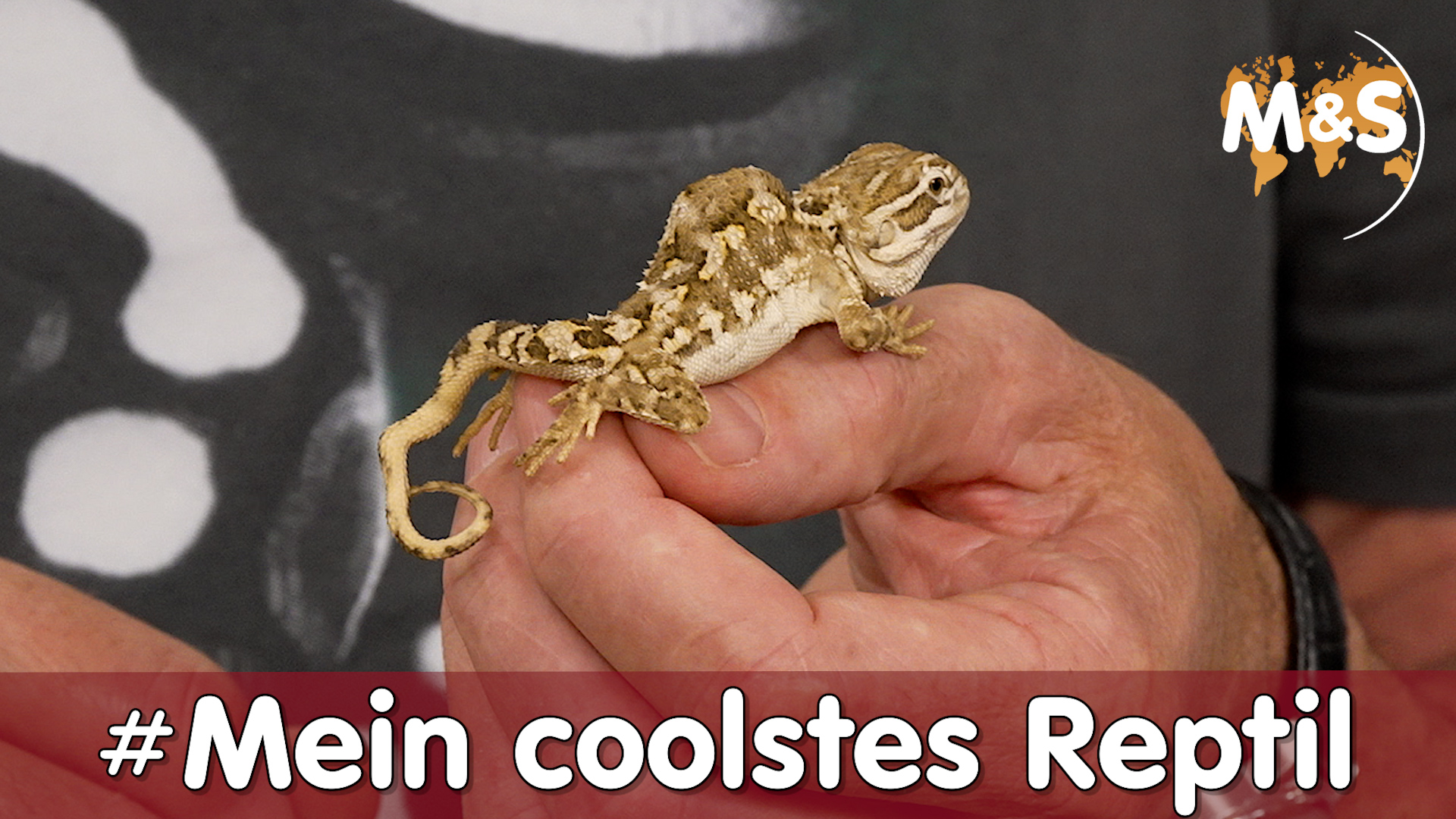 #Wettbewerb: Mein coolstes Reptil | Jetzt abstimmen!