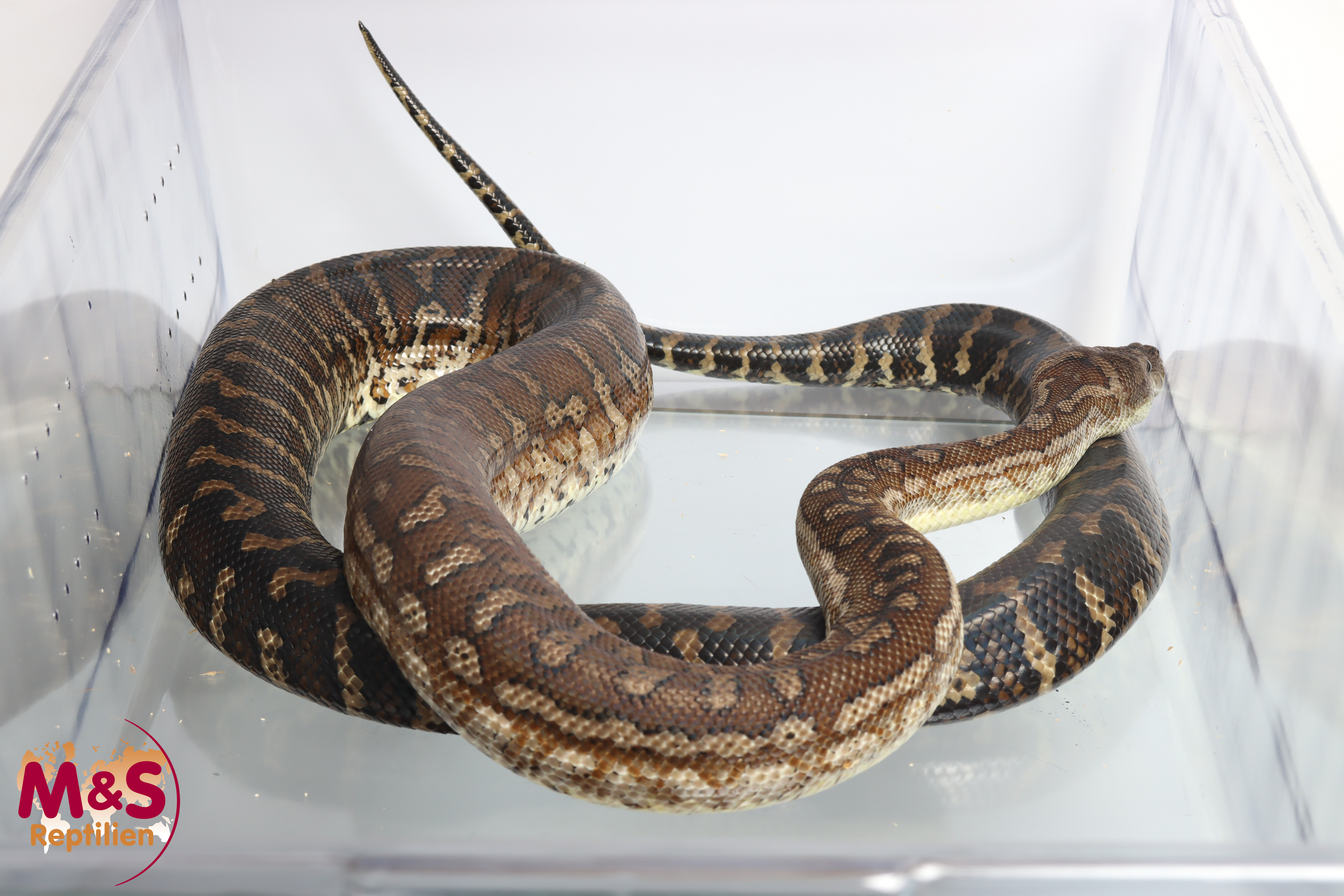 0.1 (Female)  Zentralaustralischer Python / Bredli-Python NZ' 11 (adult) Morelia bredli (Originalbild)