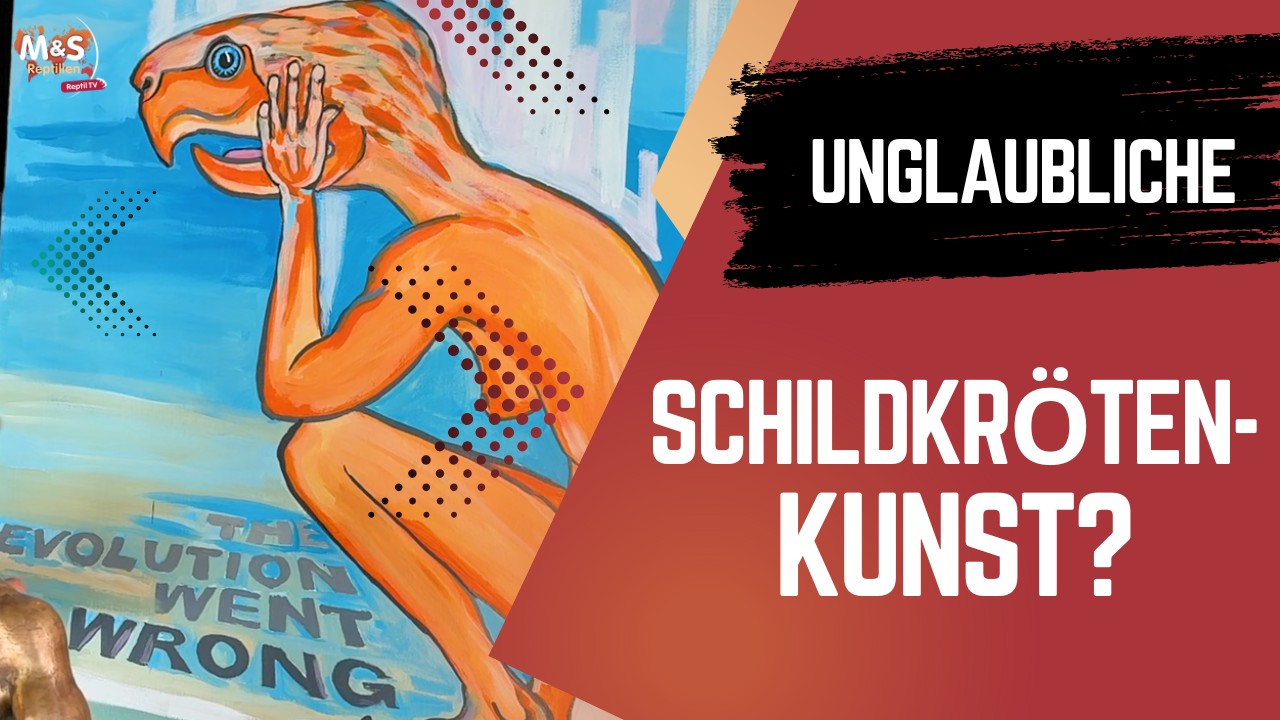 Schildkröten wie du sie noch nie gesehen hast! Kunst & Zucht mit Coni Altherr | Reptil TV Spezial
