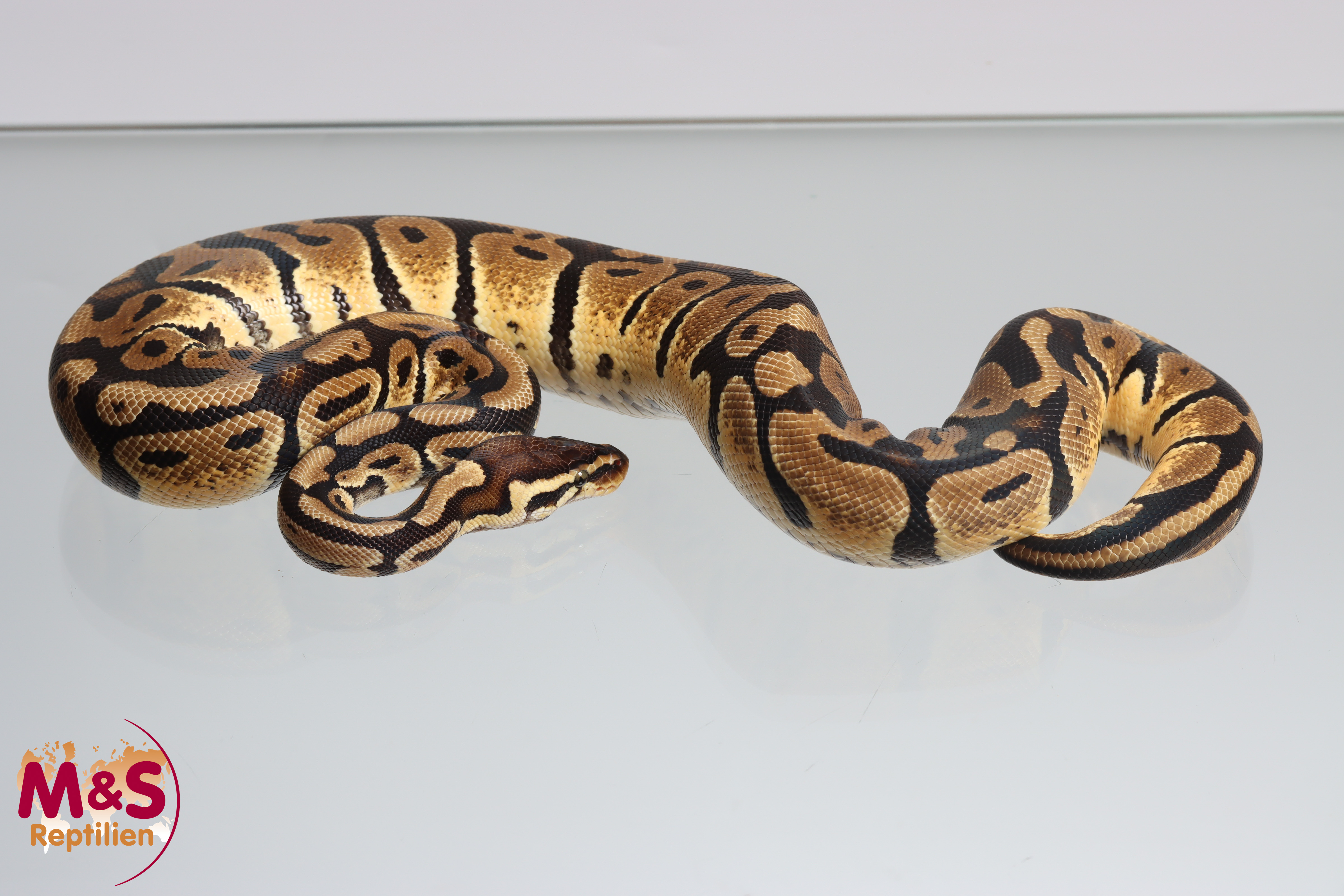 0.1 (Female) Pastel 100% hetero Piebald Königspython NZ´M&S´23 (adult) Python regius