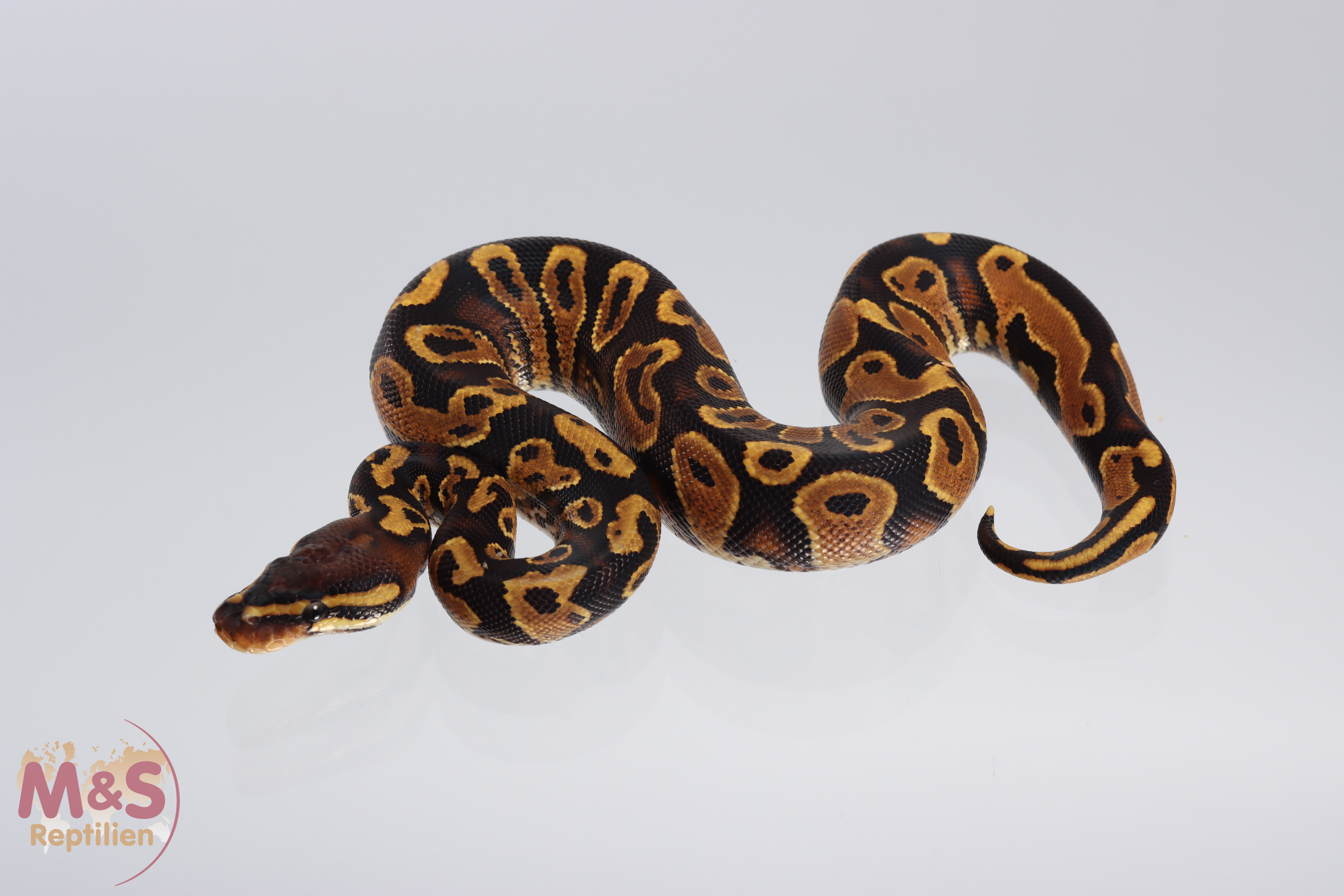 1.0 (Male) Gravel Königspython NZ´M&S´21 Python regius