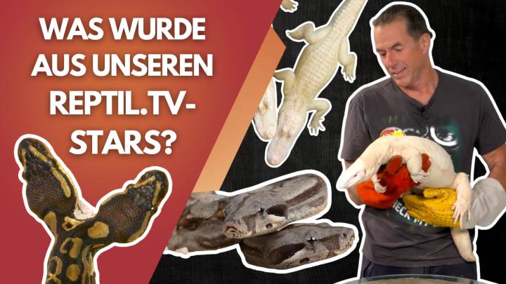 ? Zweiköpfige Schlange & Co – Unglaublich, was aus ihnen wurde!