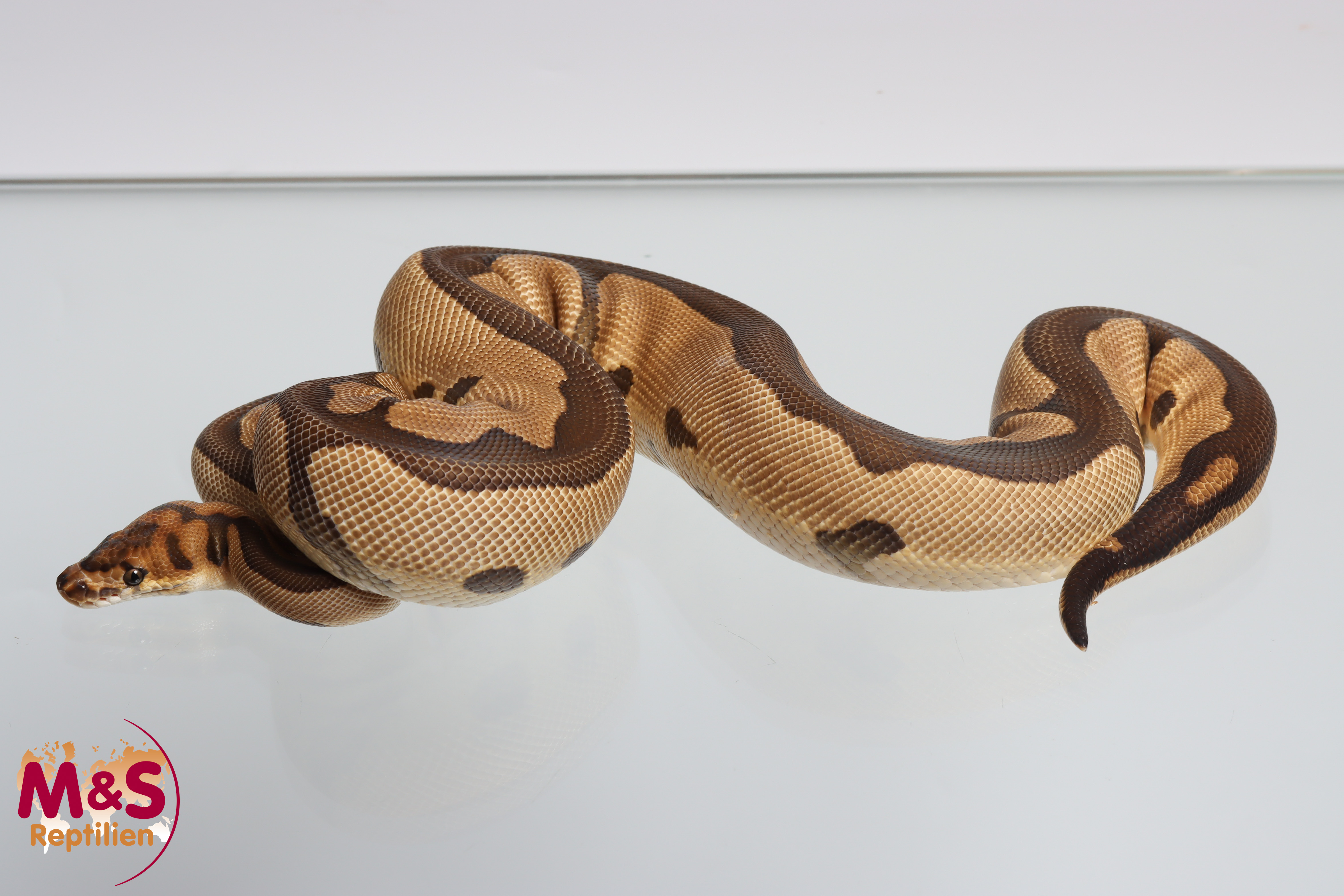 1.0 (Male) Leopard Clown Königspython NZ´24 Python regius