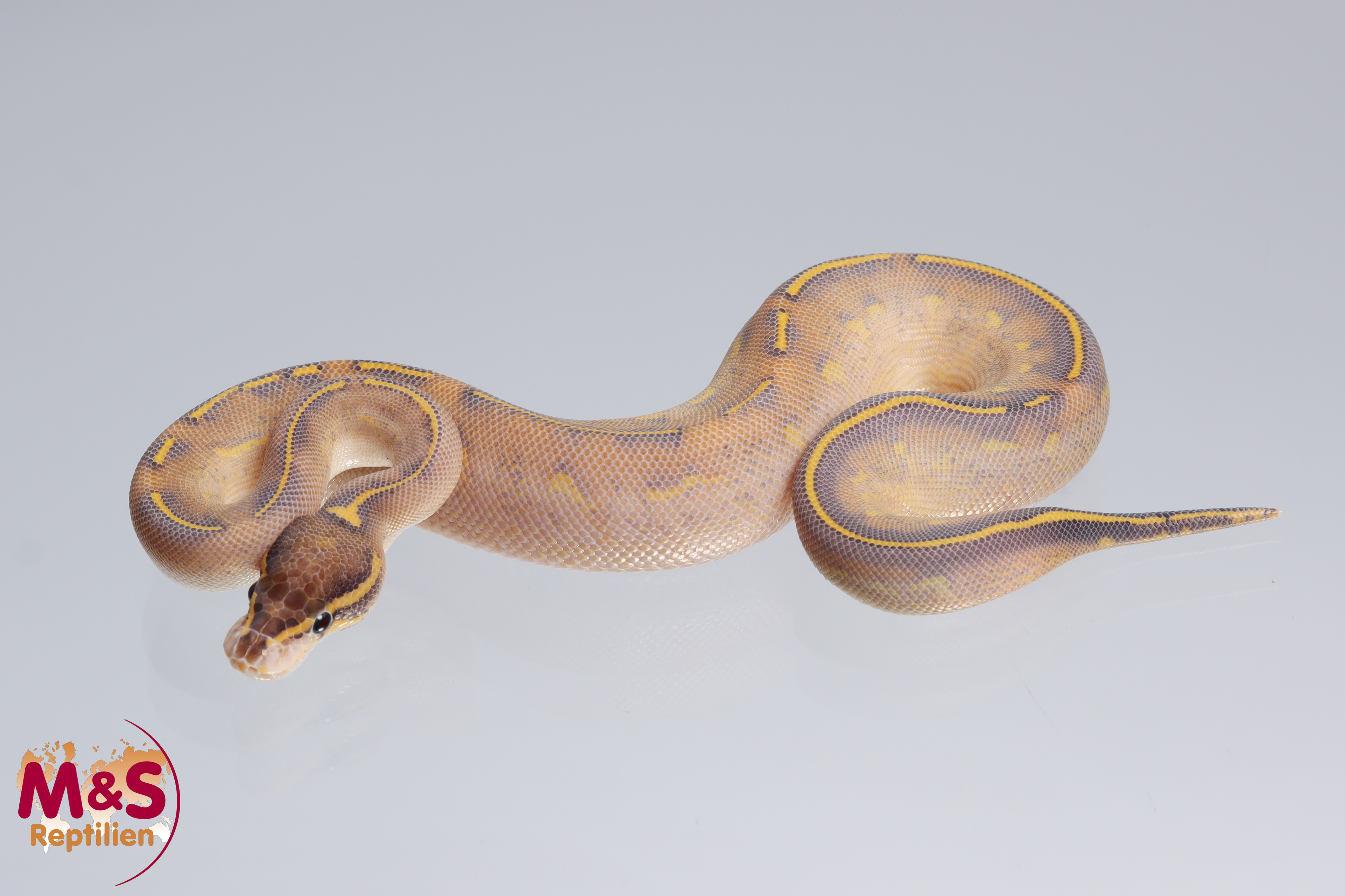 0.1 (Female) Highway (Gravel - Yellowbelly) Königspython NZ´M&S´22 Python regius