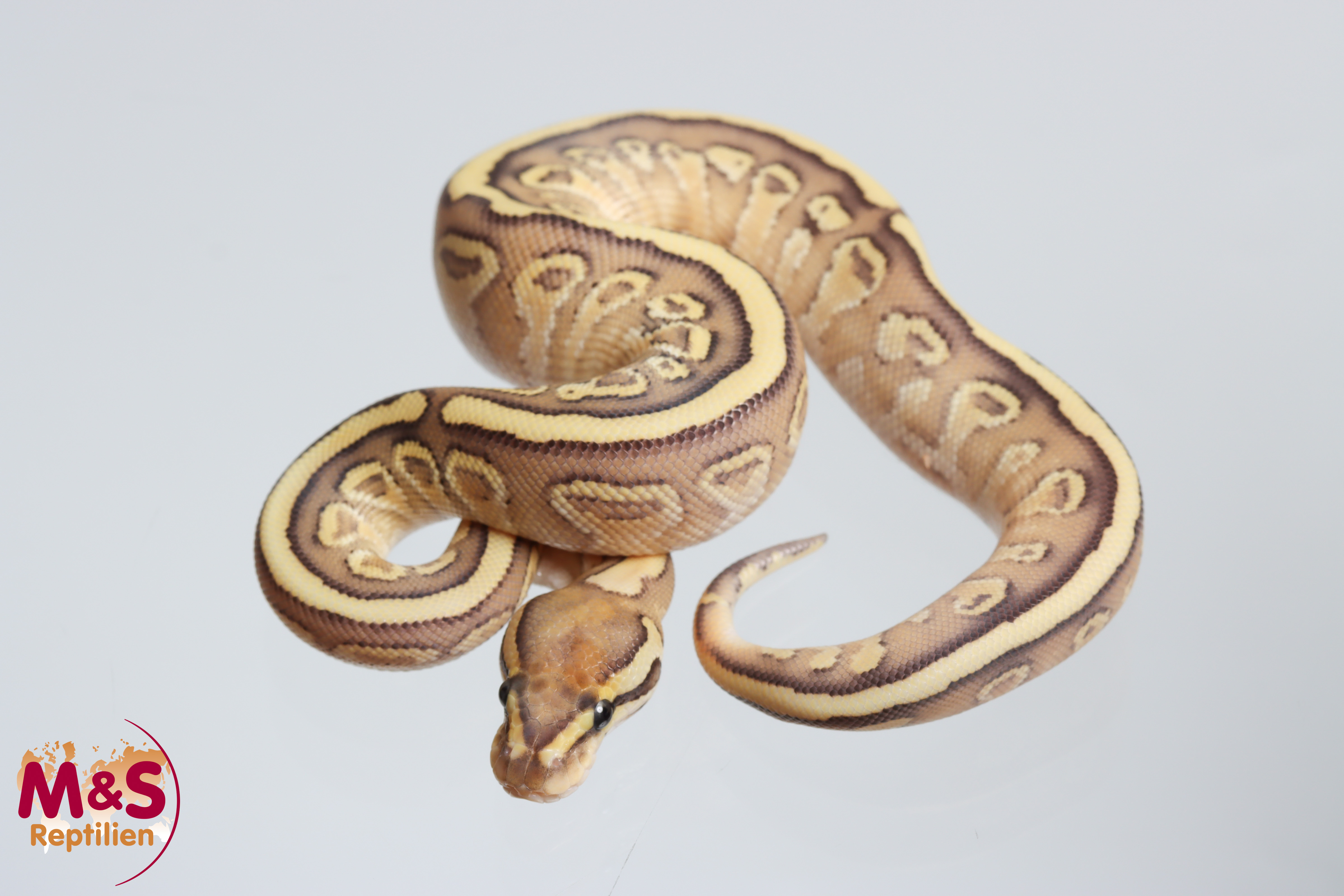 0.1 (Female) Lesser Trick Königspython NZ´M&S´26 Python regius