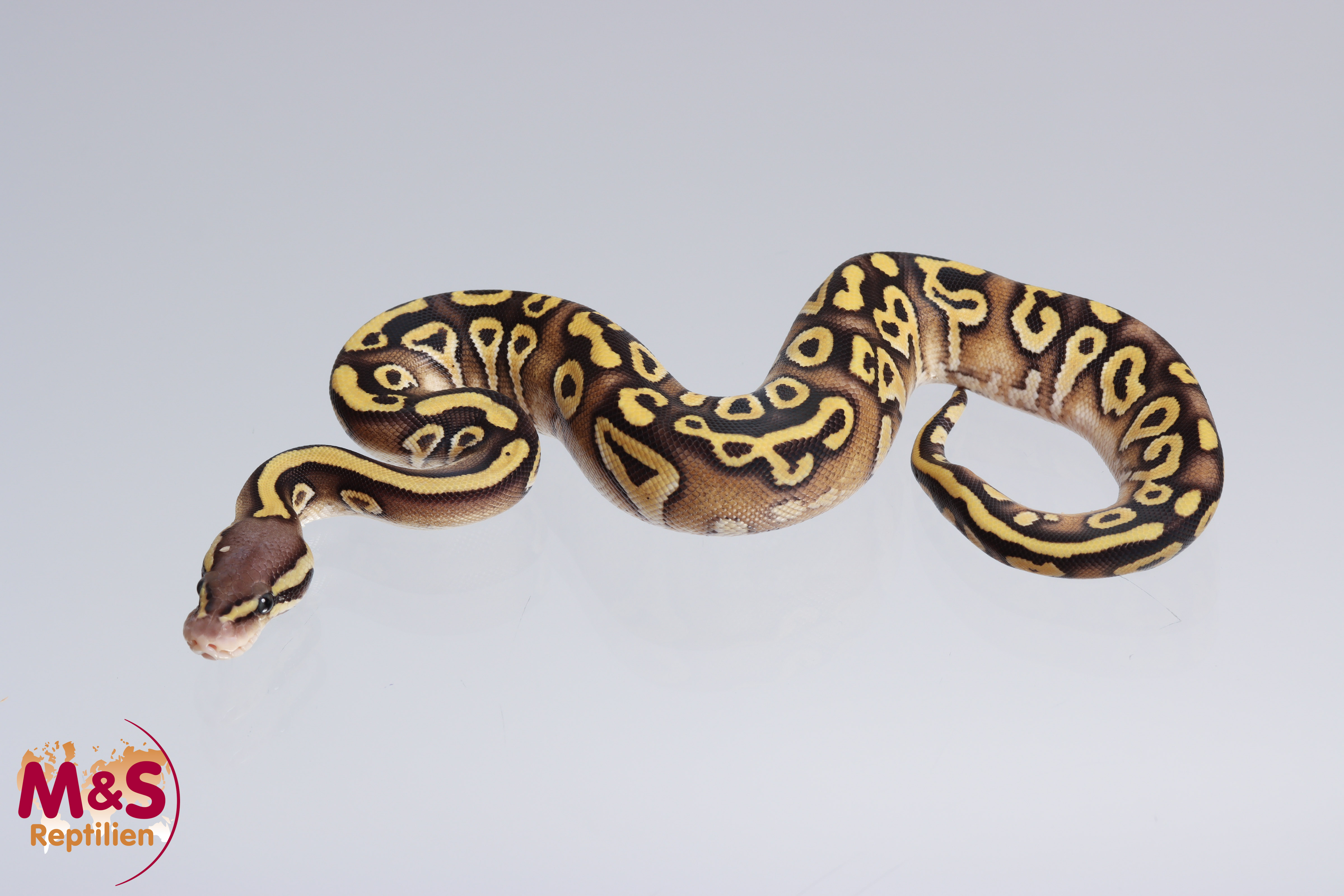 0.1 (Female) Mojave - Pastel - poss. Gravel Königspython NZ´M&S´22 Python regius