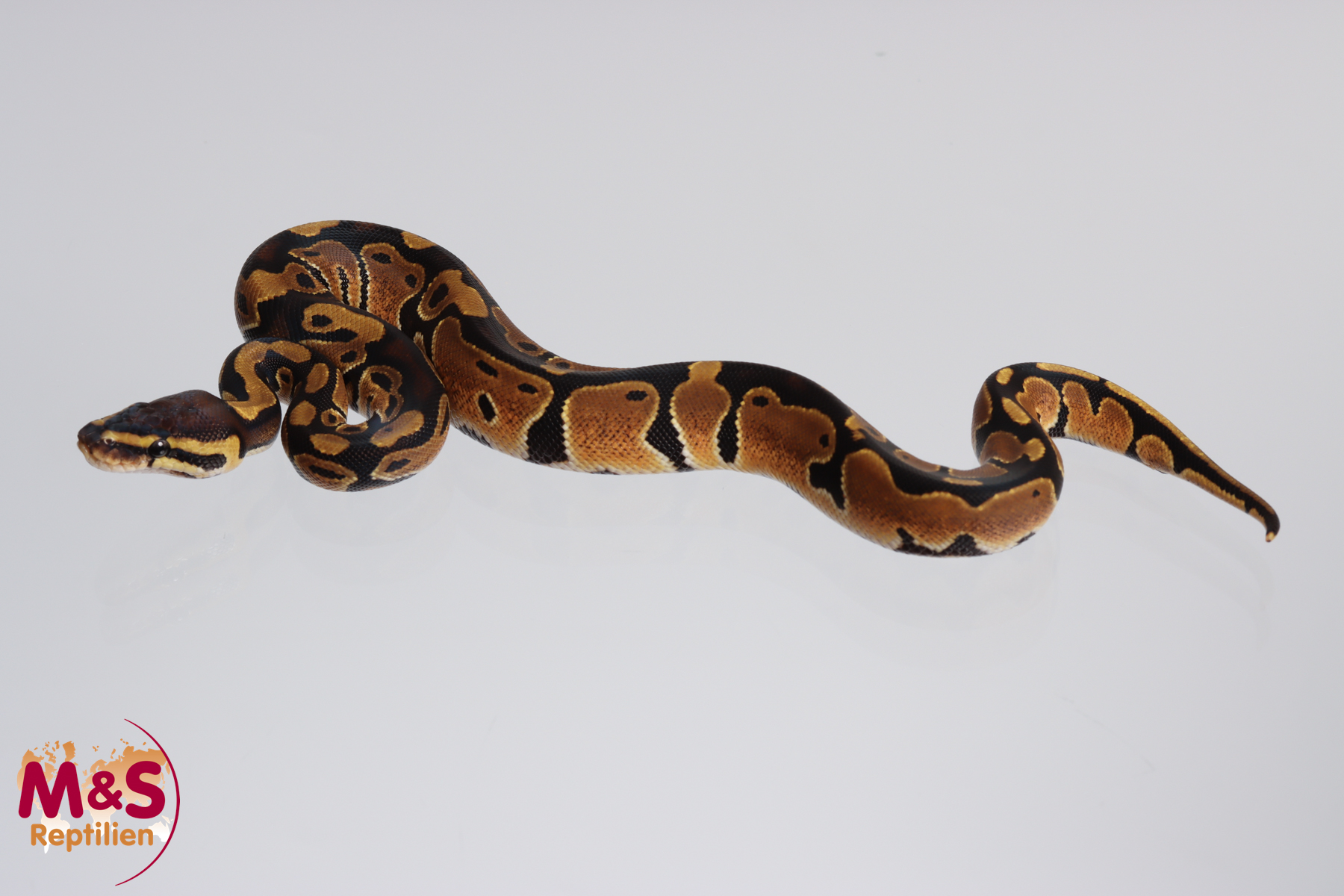 0.1 (Female) 100% hetero Piebald - 66% poss. hetero Lavender Königspython NZ´M&S´23 Python regius