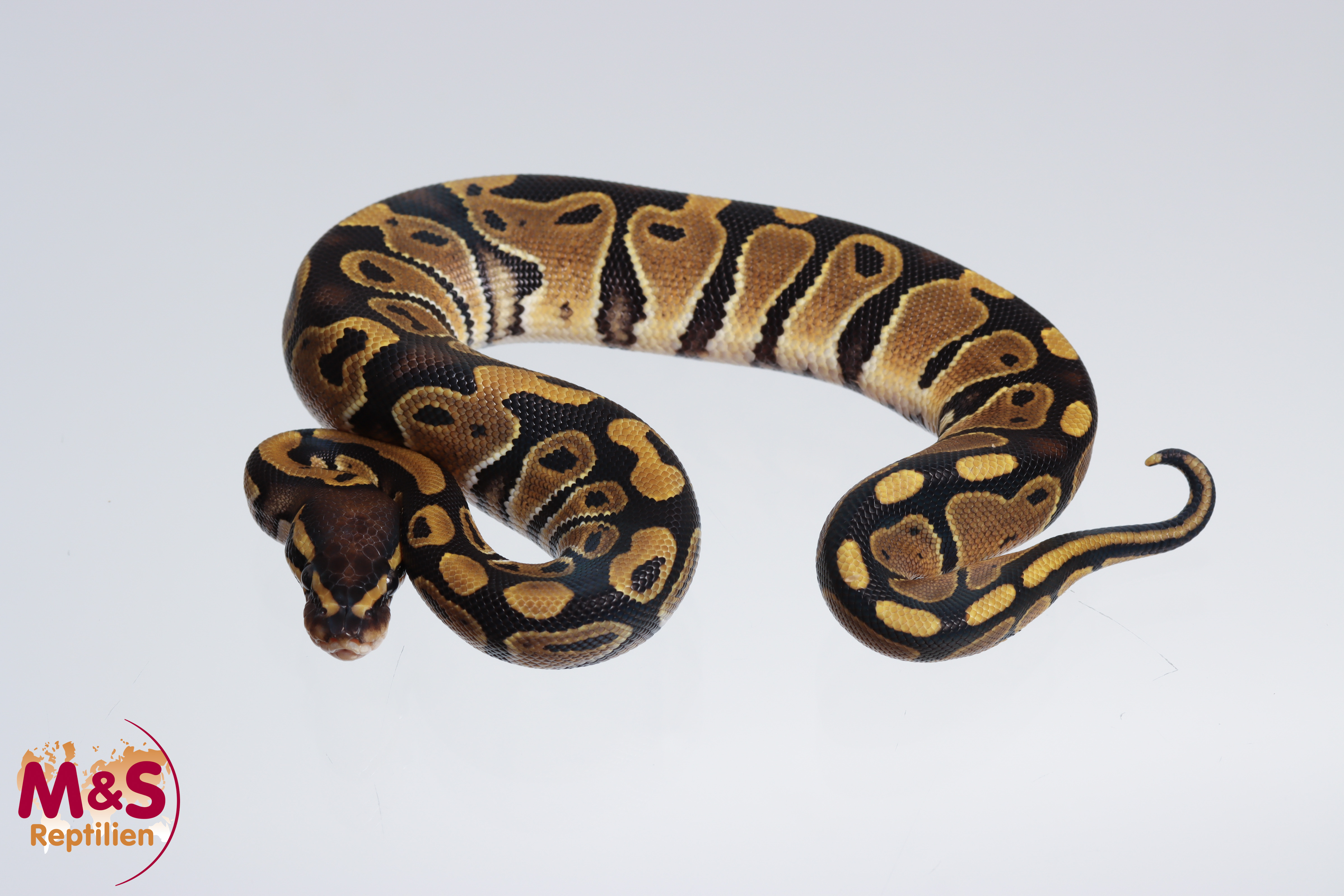 0.1 (Female) 100% doppel hetero Ghost Piebald Königspython NZ´M&S´24 Python regius