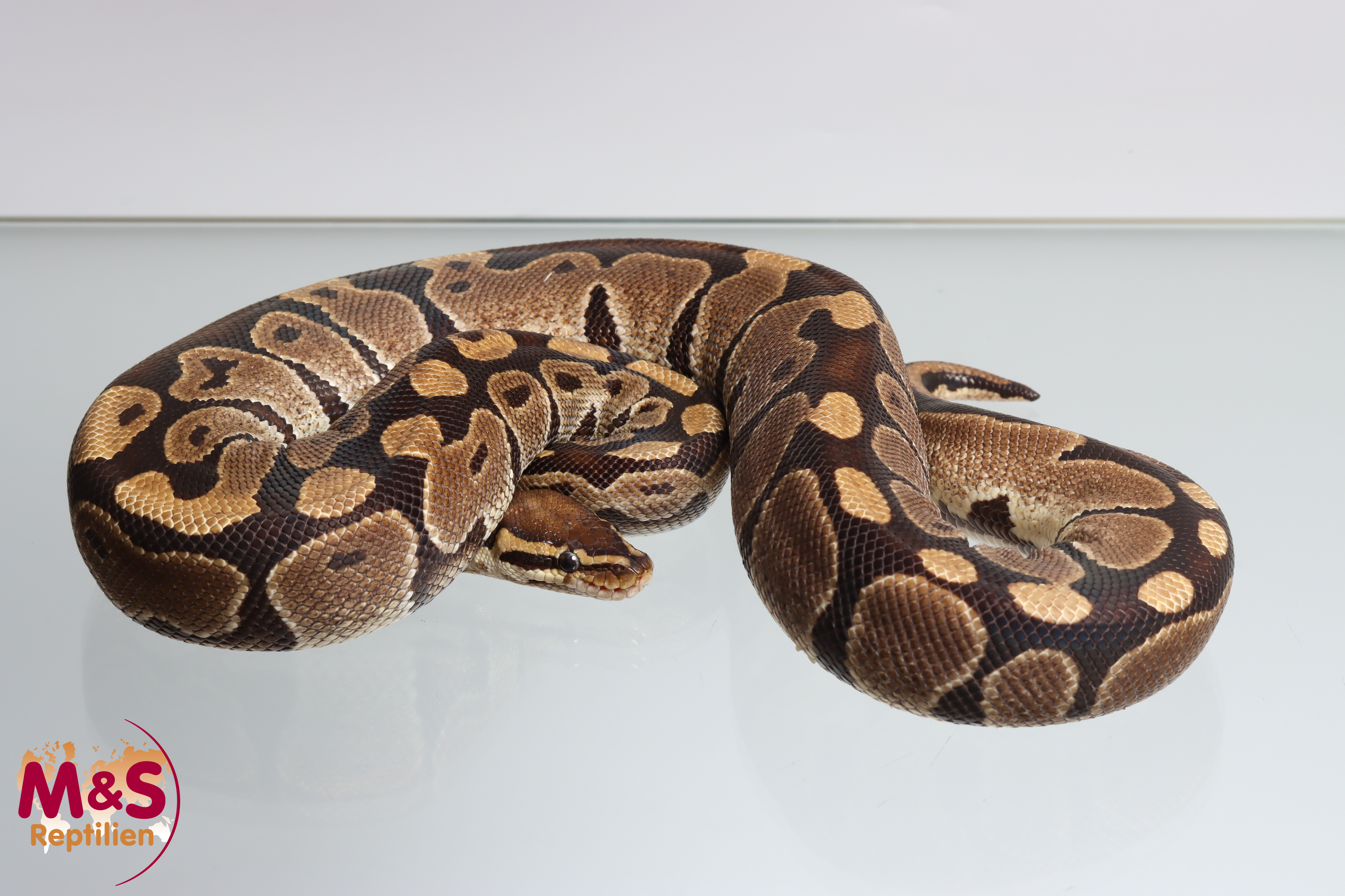 1.0 (Male)  "Classic" Königspython NZ'19 (adult) Python regius