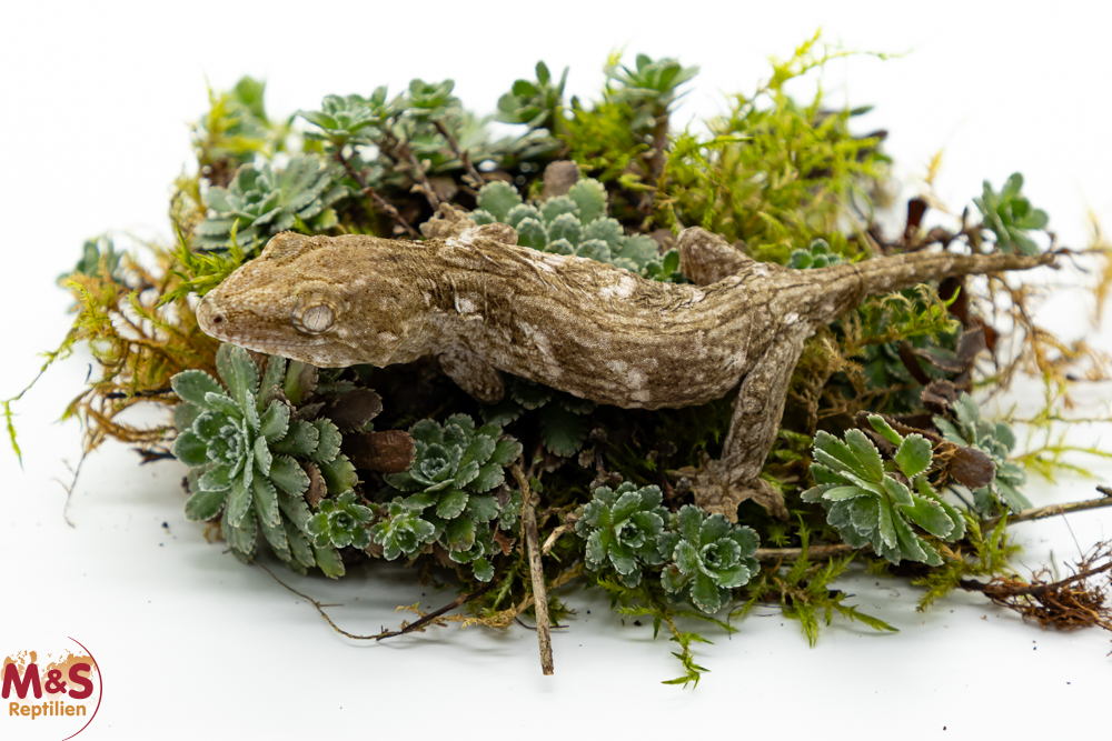 1.0 (Male) Riesengecko -Nuu Ami- (small-medium) NZ´ 24 Rhaco. leachianus (Originalbild)