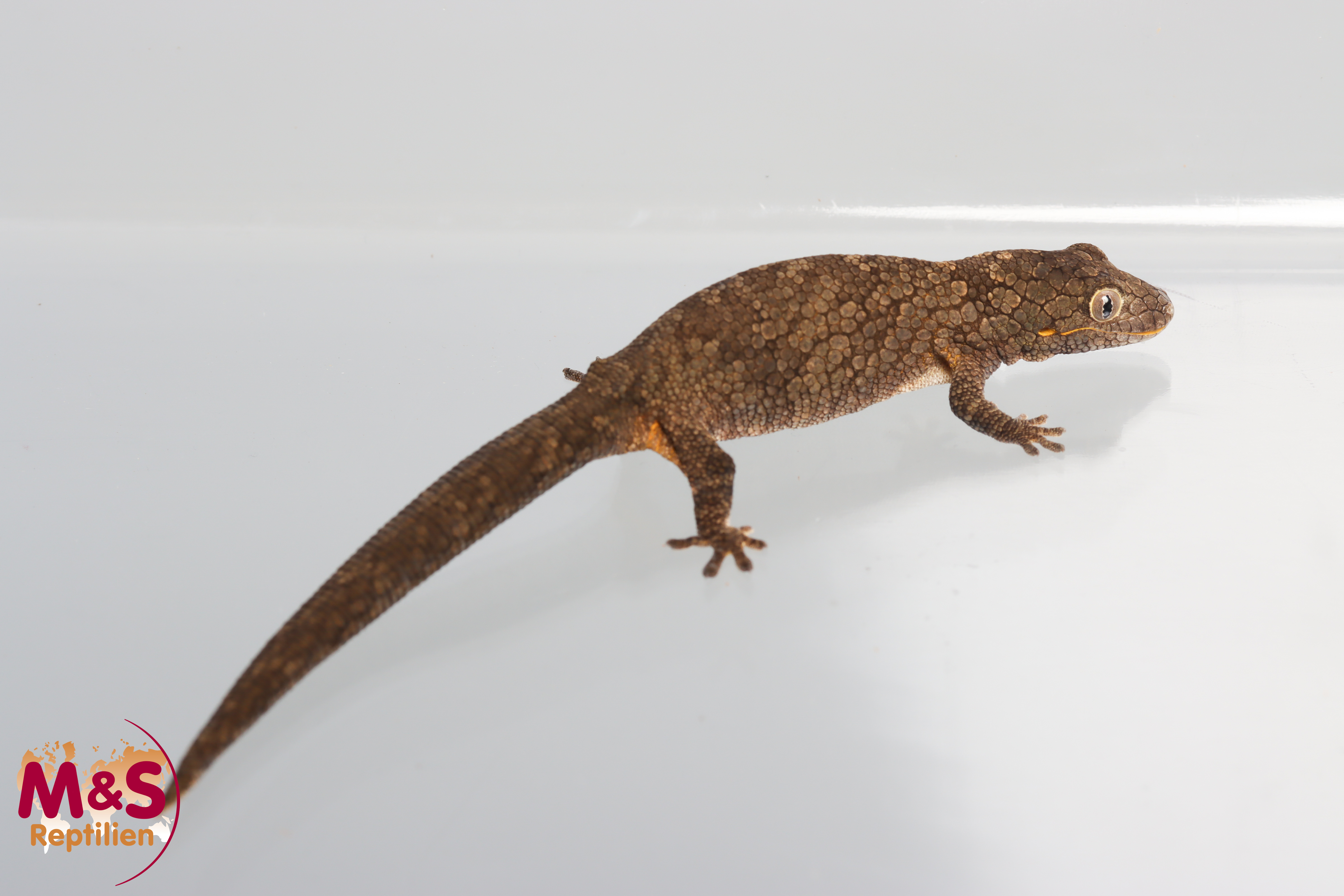 0.1 (Female) Westlicher Chamäleon Gecko ''fresh blood'' NZ´24 (adult) Eurydactolodes occidentalis (Originalbild)