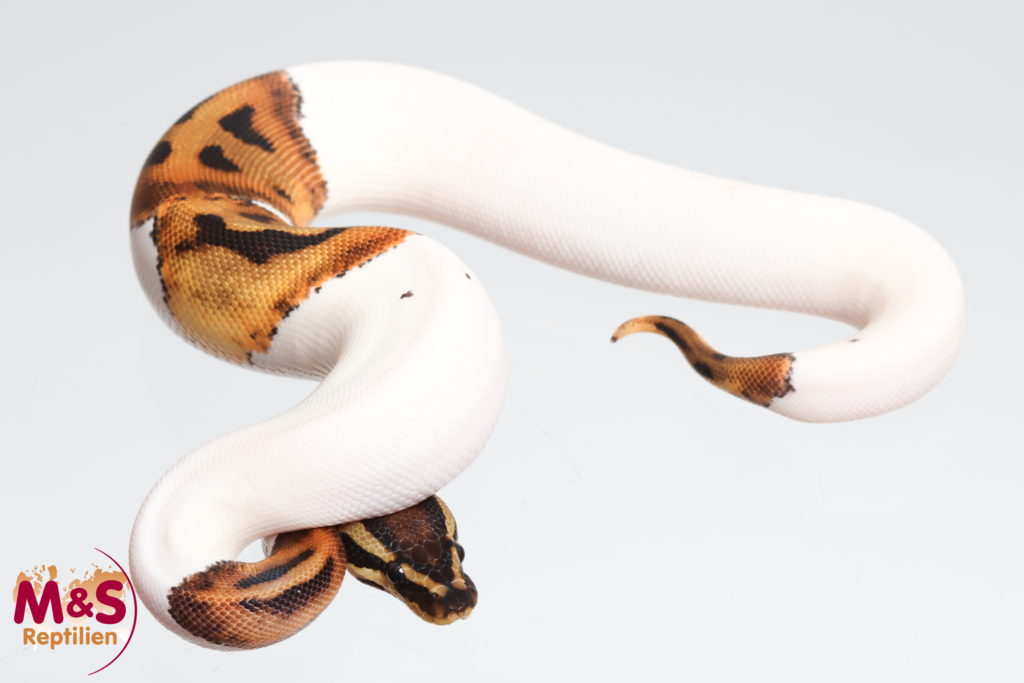 0.1 (Female) Piebald Königspython NZ´M&S´25 Python regius