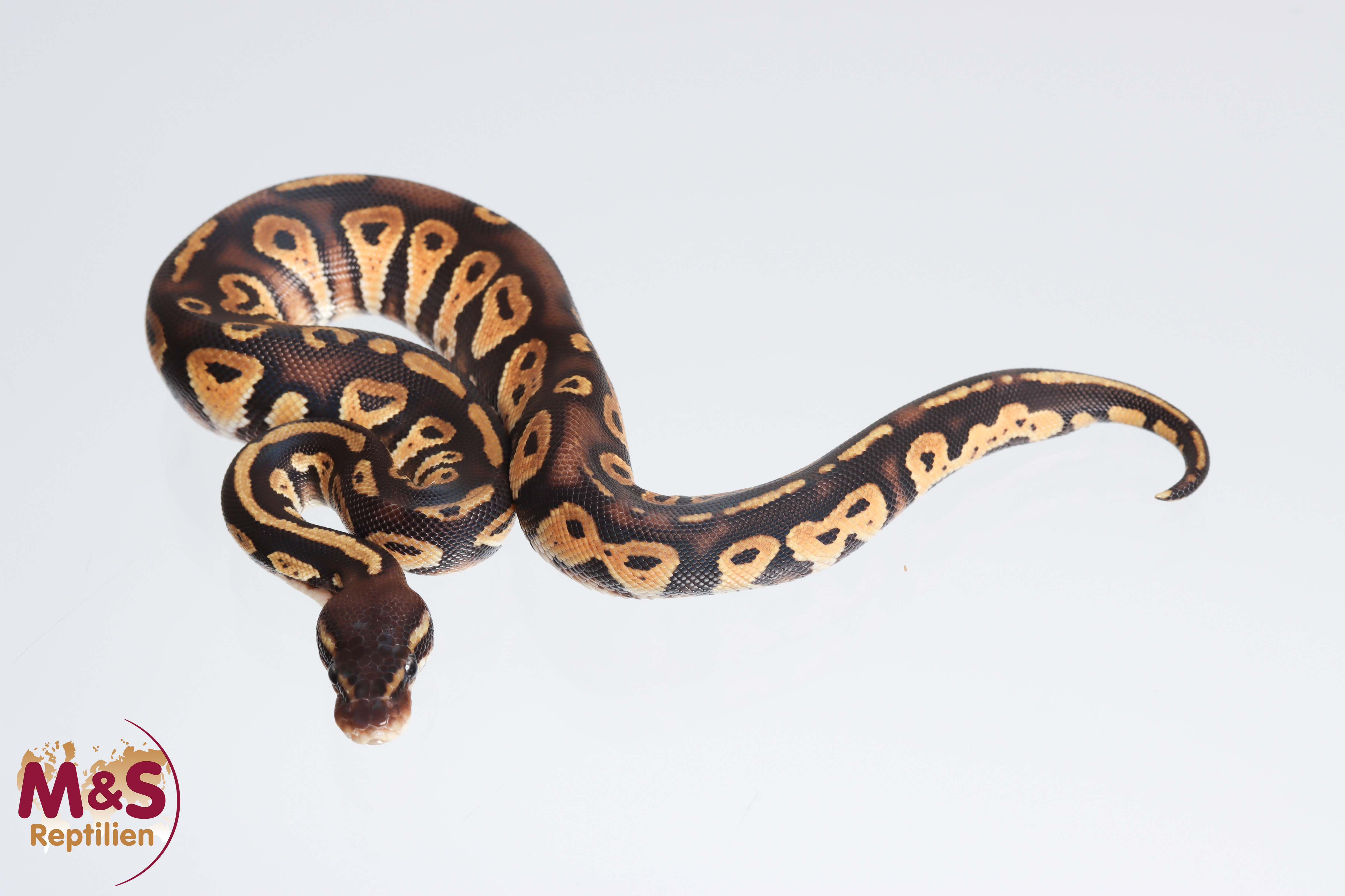 1.0 (Male) Black Head - Pastel Königspython NZ´M&S´22 Python regius