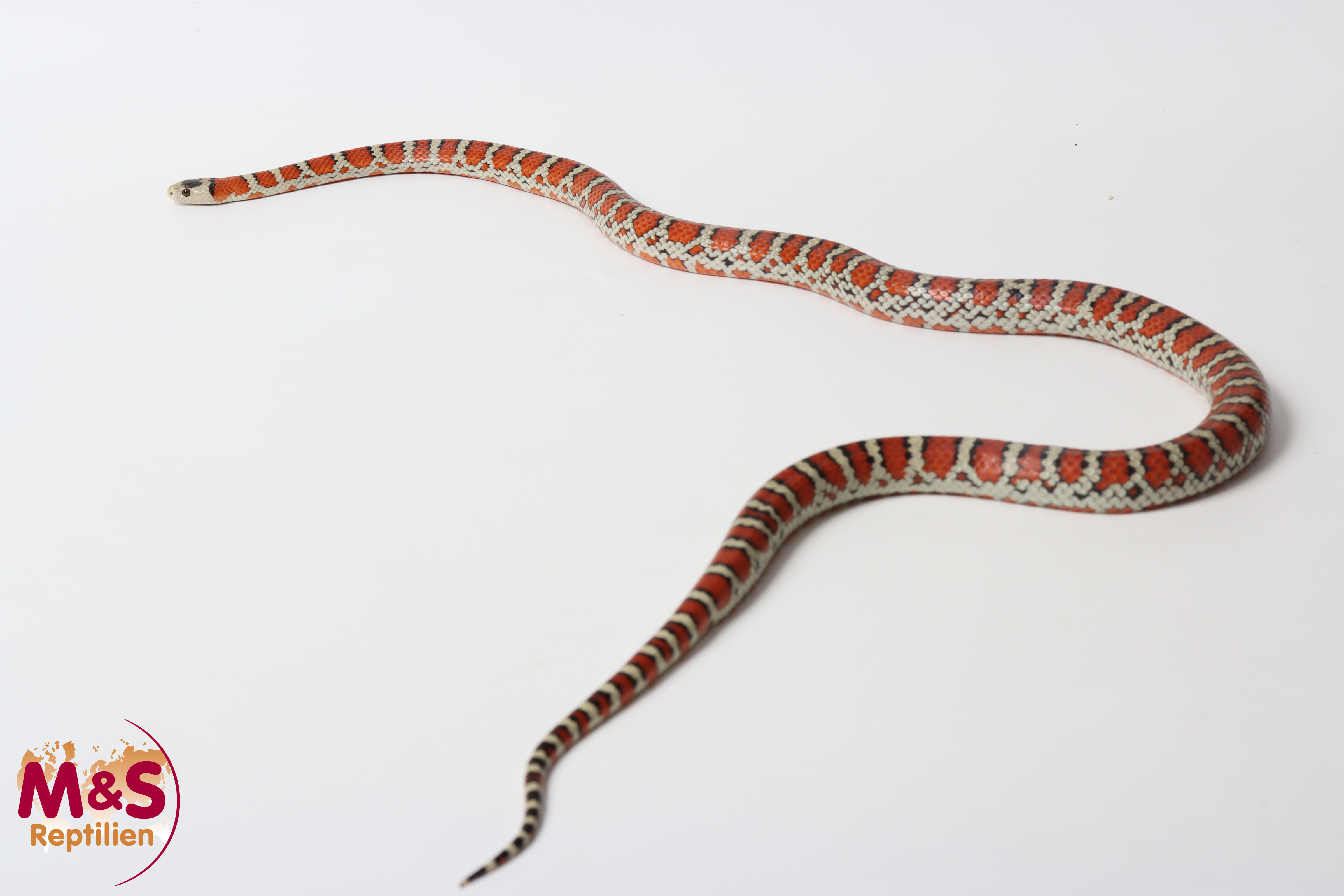 1.0 (Male) Berg-Königsnatter NZ' 22 (adult) Lampropeltis p. knoblochi (Originalbild)