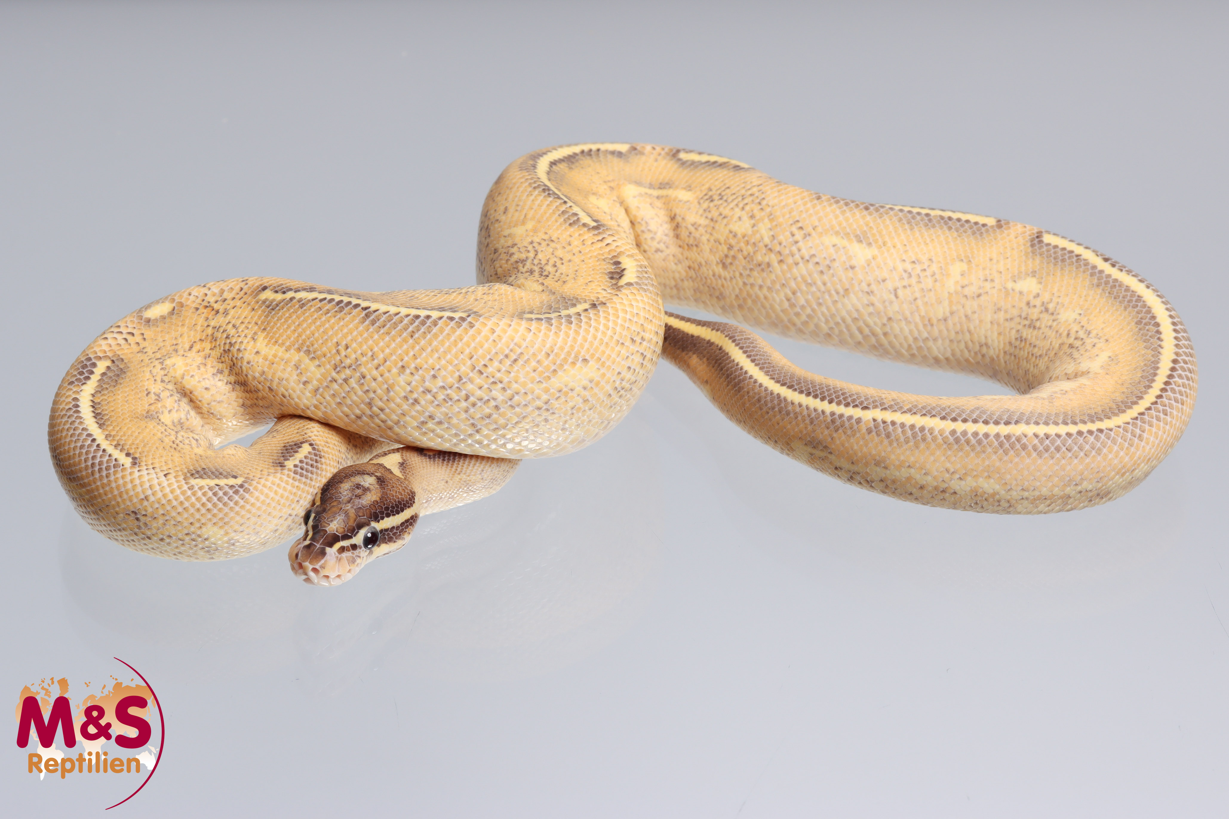 0.1 (Female) Highway (Gravel - Yellowbelly) Königspython DNZ´22 Python regius