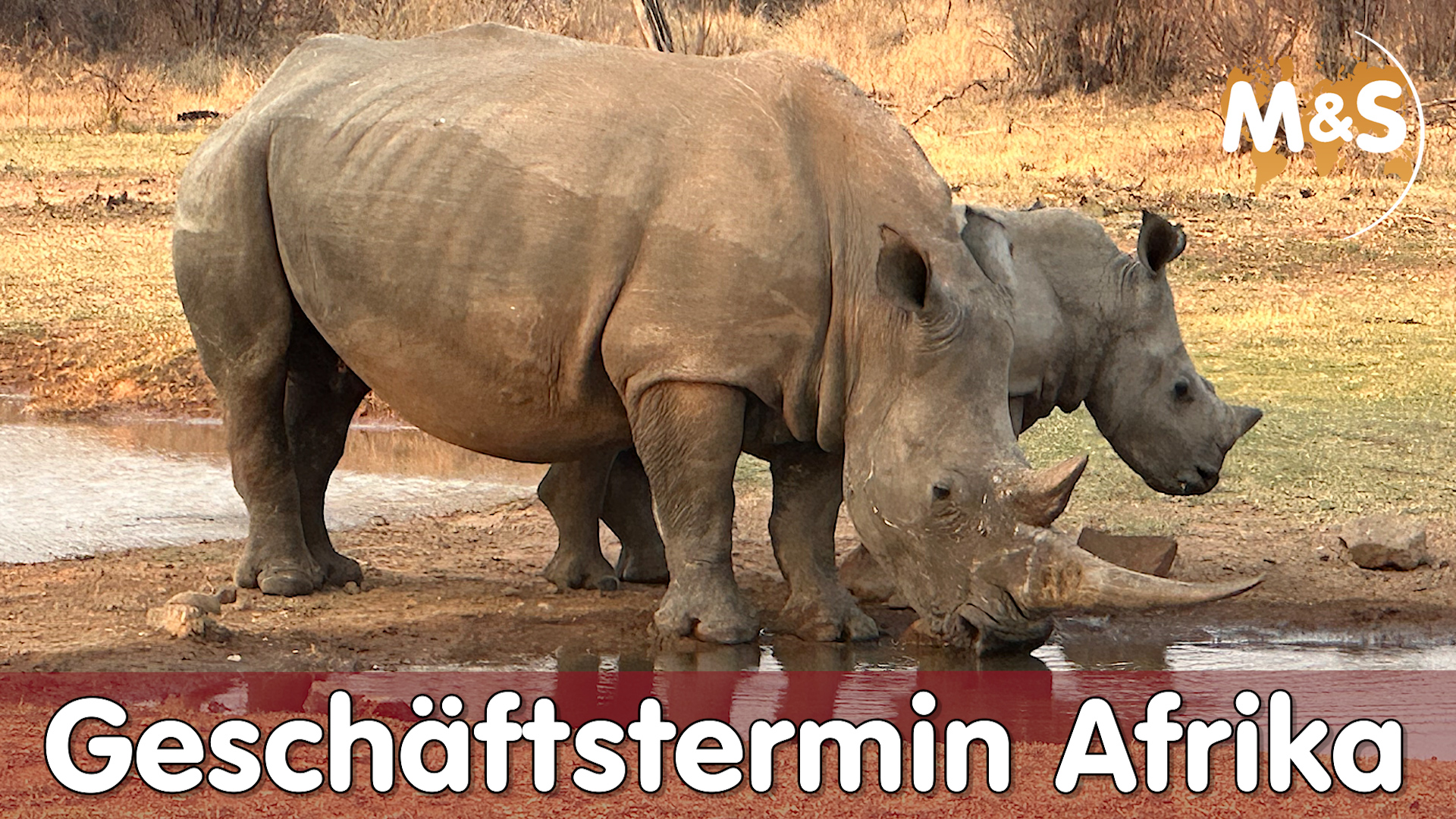 F10 Geschäftstermin in Südafrika | Reptil TV