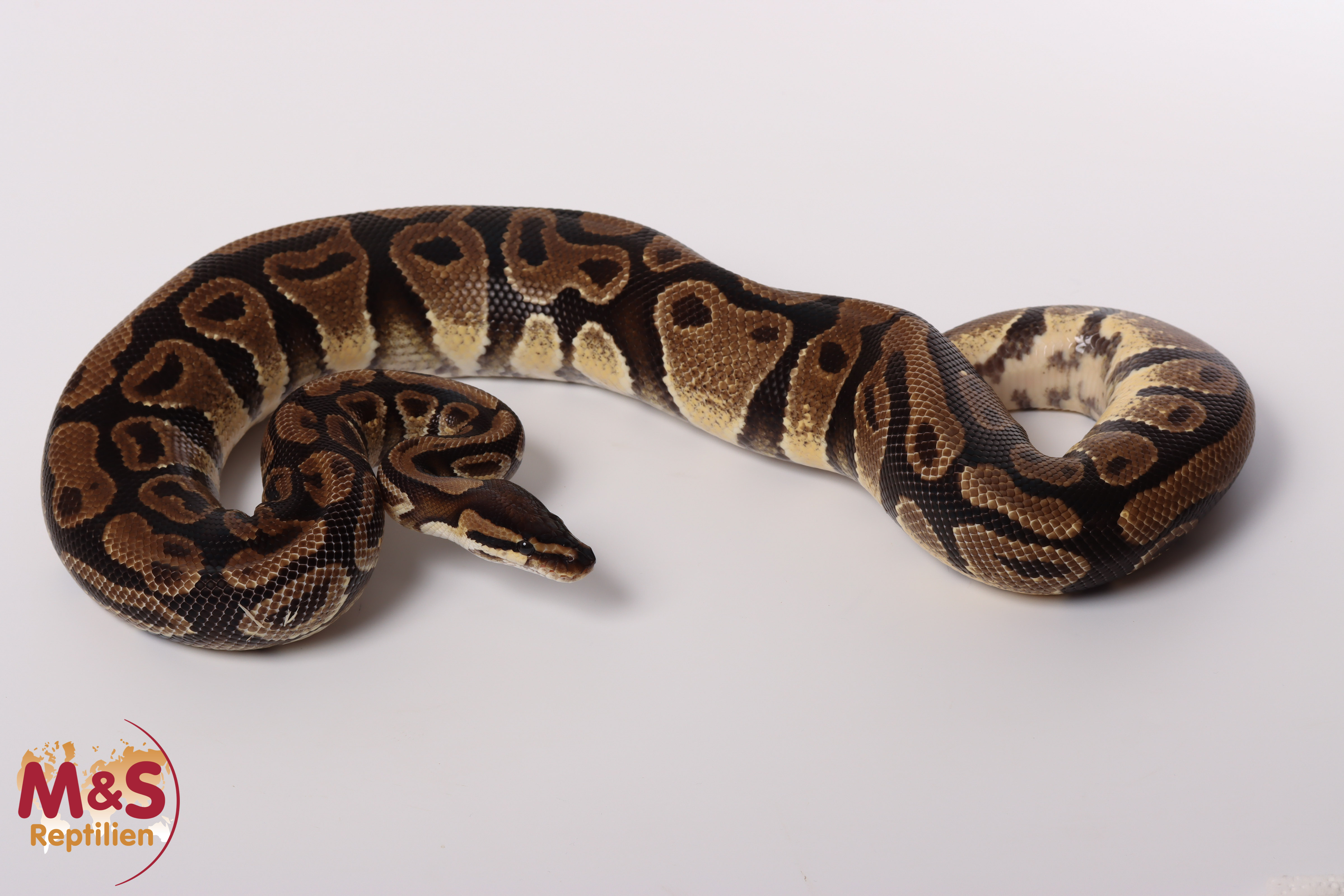 1.0 (Male) Gravel Königspython NZ´M&S´18 Python regius