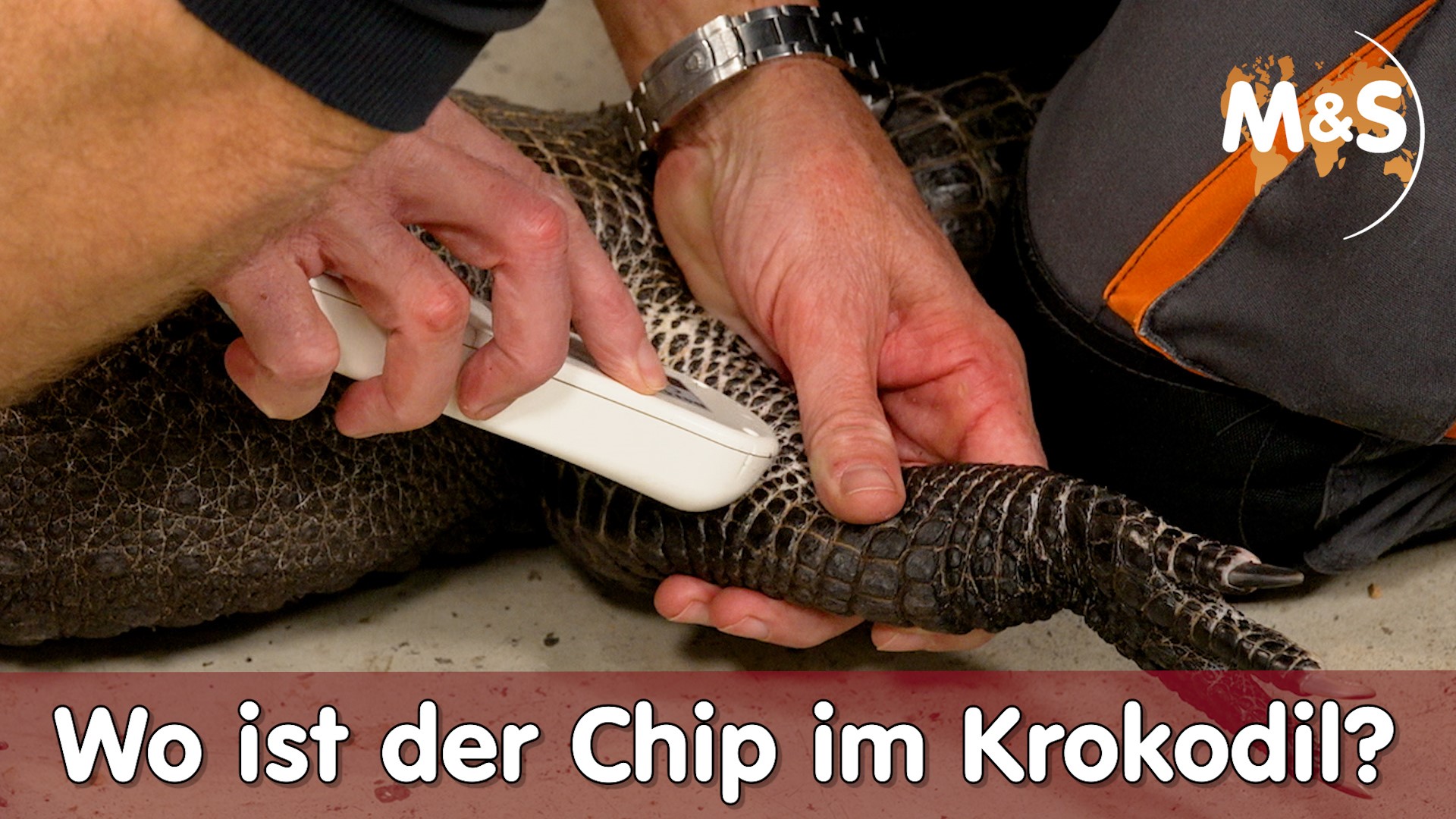 Von legal zu illegal! Wo ist der Chip im Krokodil?