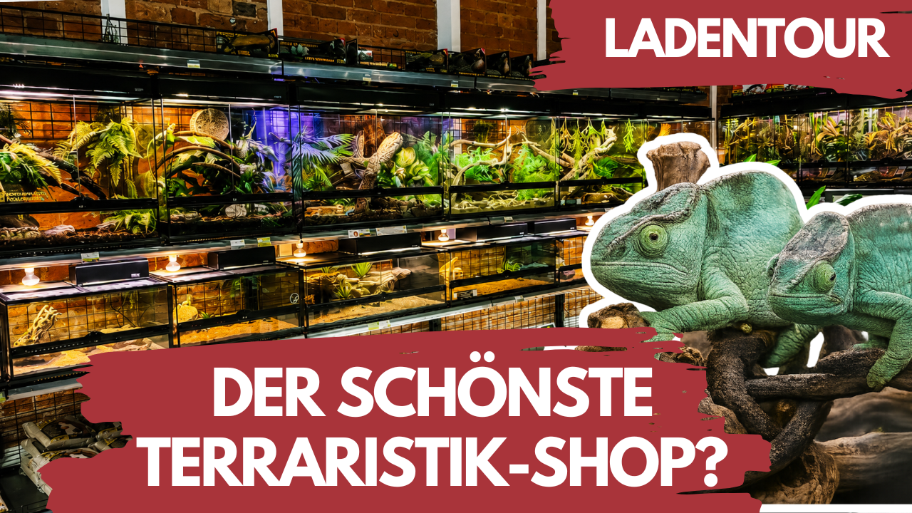 Ist das der schönste Reptilienshop der Welt? 🌍🦎