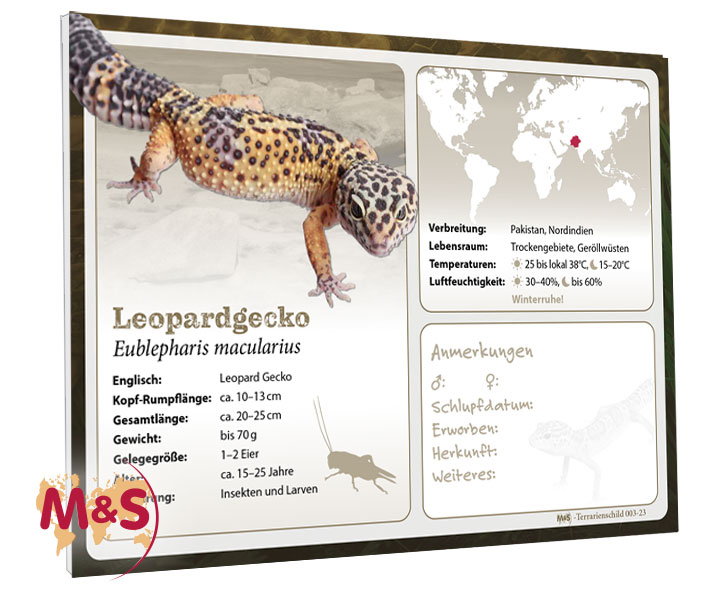 Terrarienschild (Zooschild) Leopardgecko, Eublepharis macularius