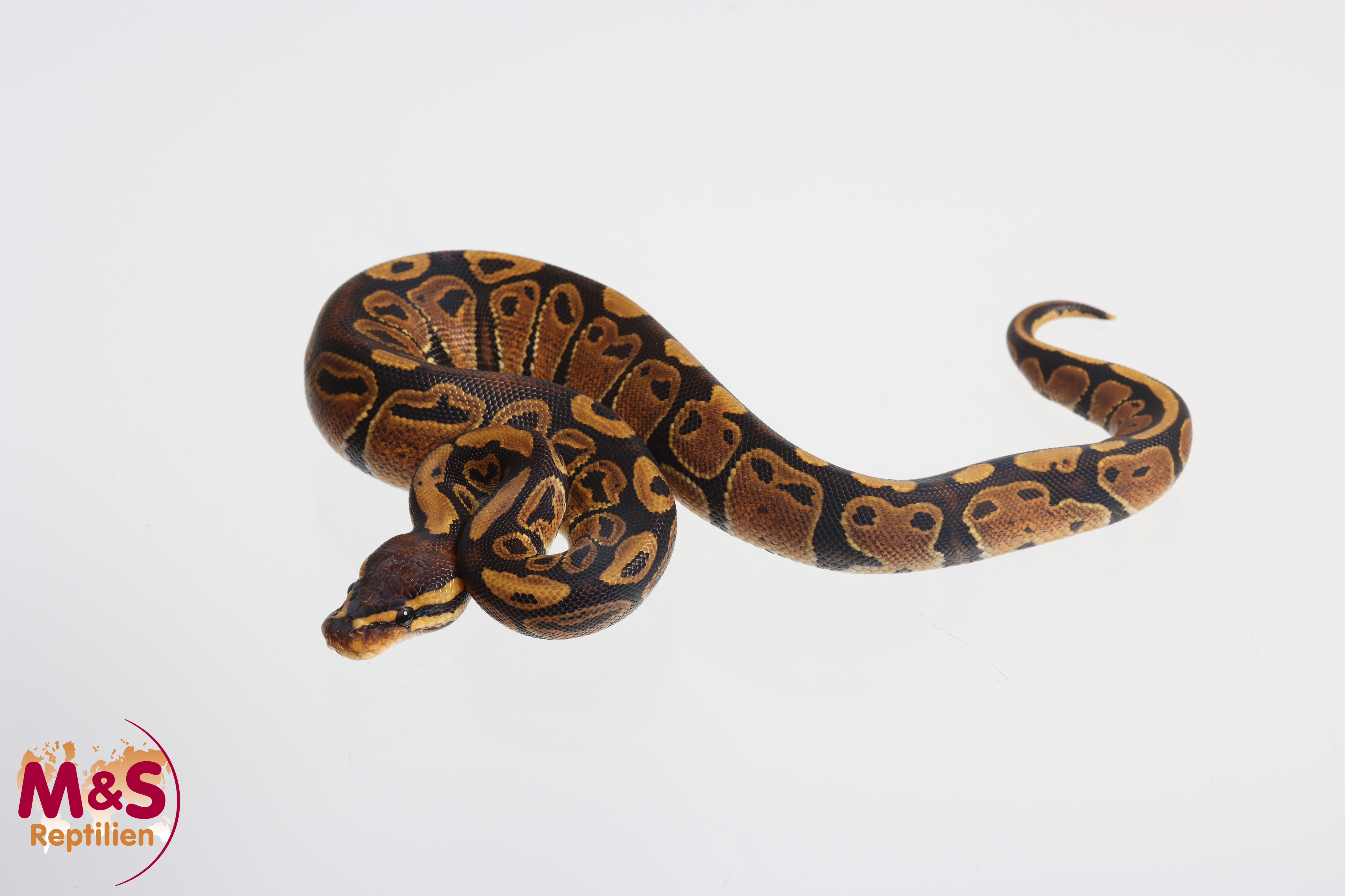 0.1 (Female) 100% hetero Sunset 50% poss. het. Piebald Königspython NZ'M&S'25 Python regius