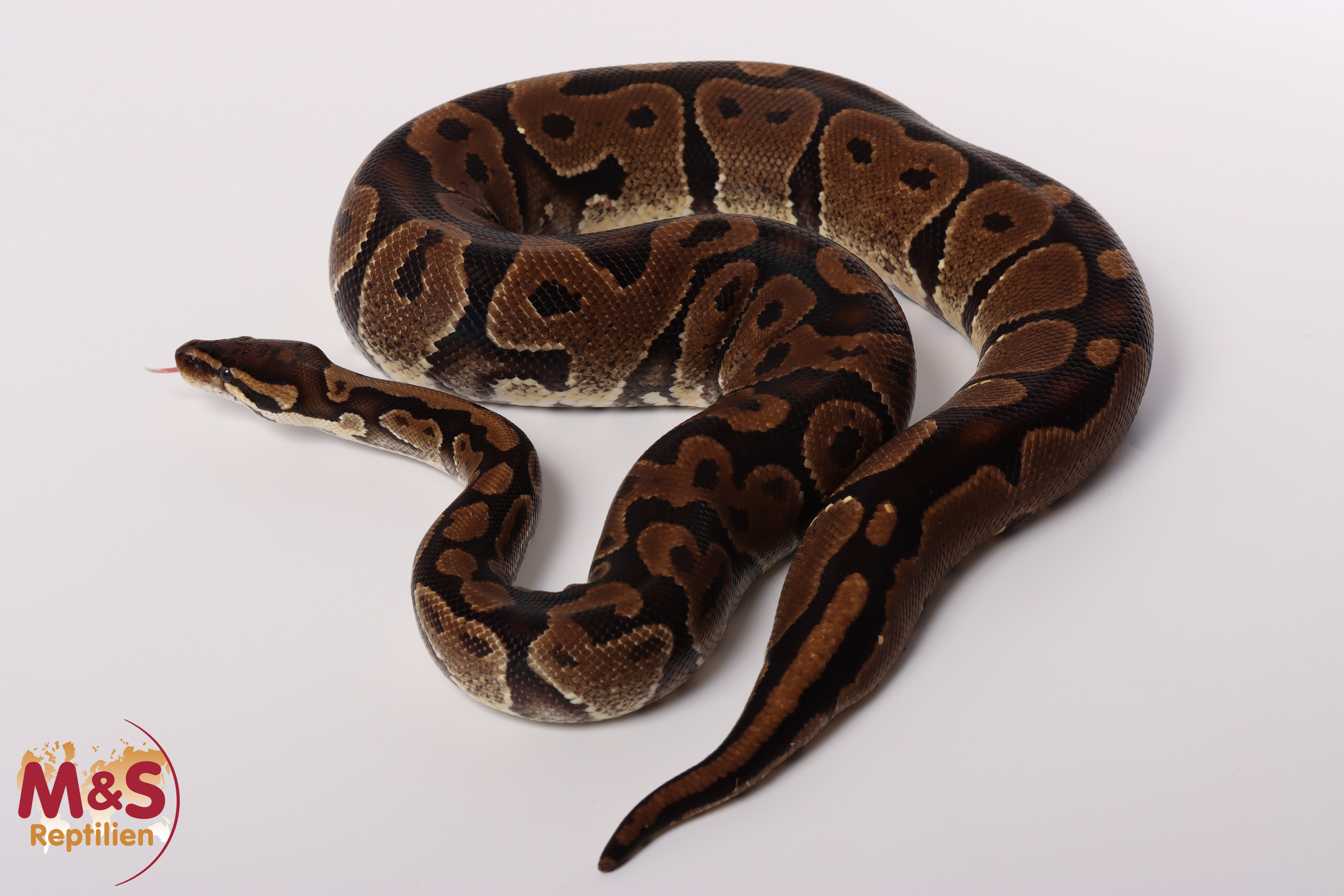 0.1 (Female) poss. Gravel Königspython NZ´M&S´17 Python regius