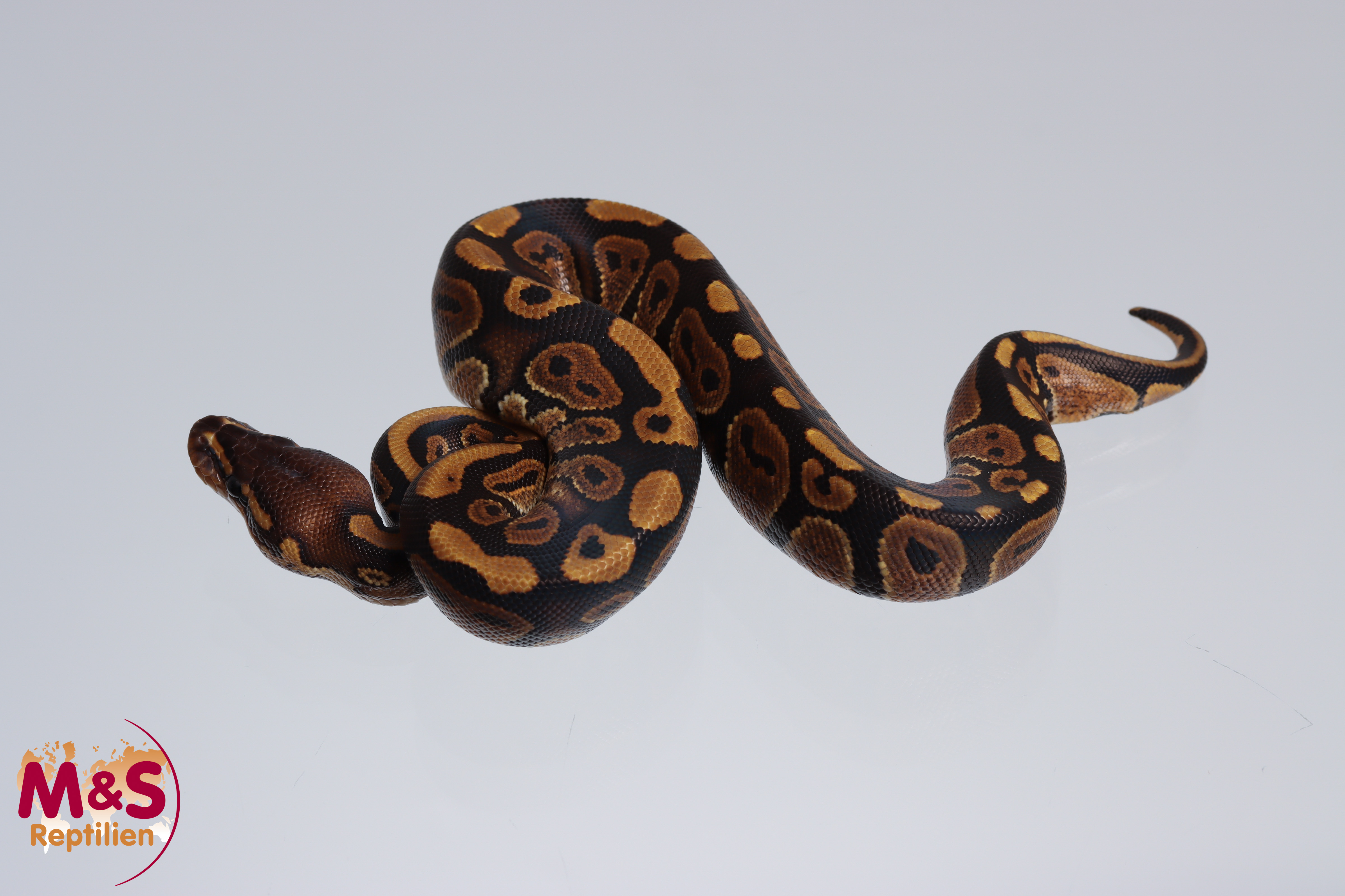 1.0 (Male) Mahogany 100% hetero Albino Königspython NZ´M&S´23 Python regius