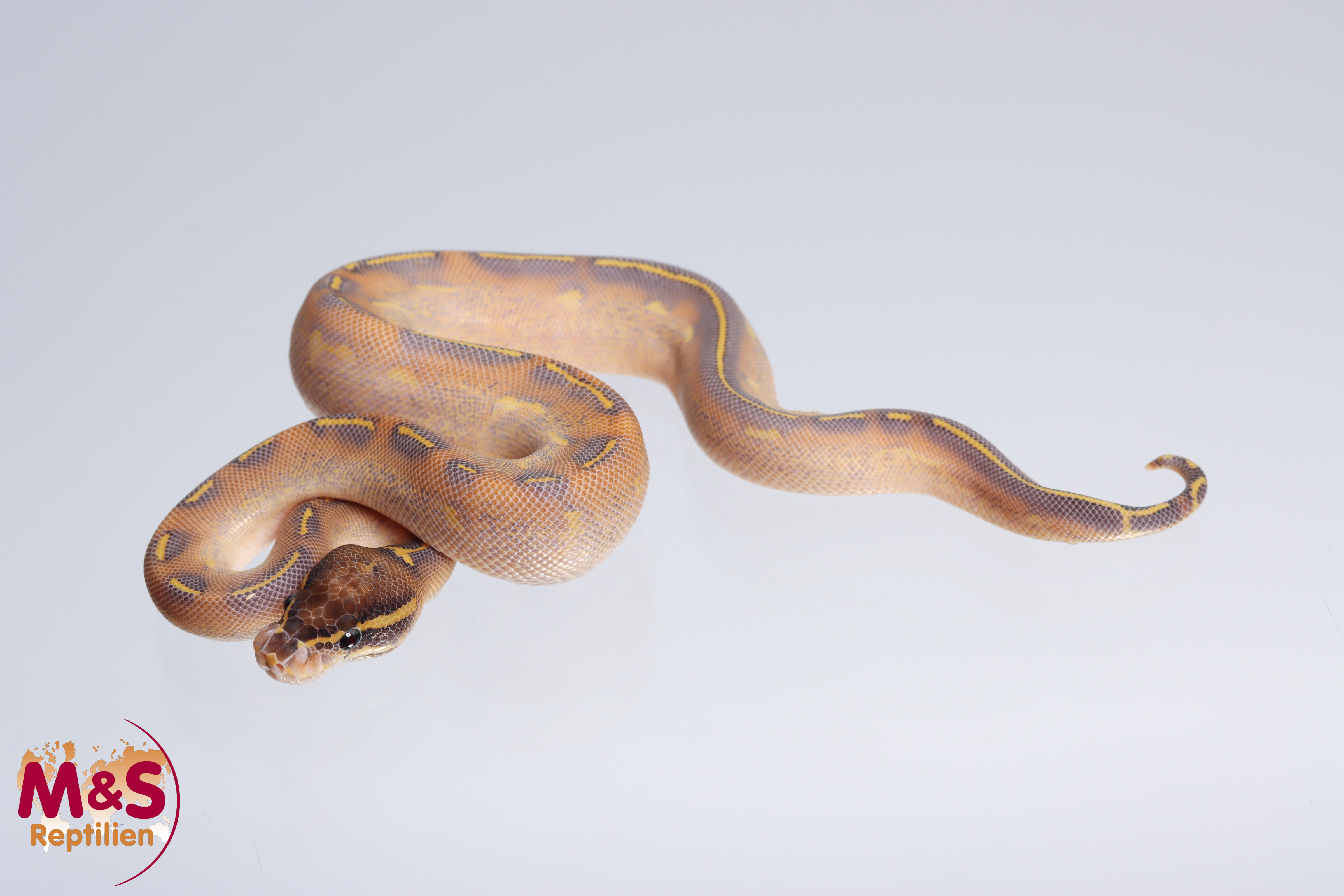 0.1 (Female) Highway (Gravel - Yellowbelly) Königspython NZ´M&S´22 Python regius