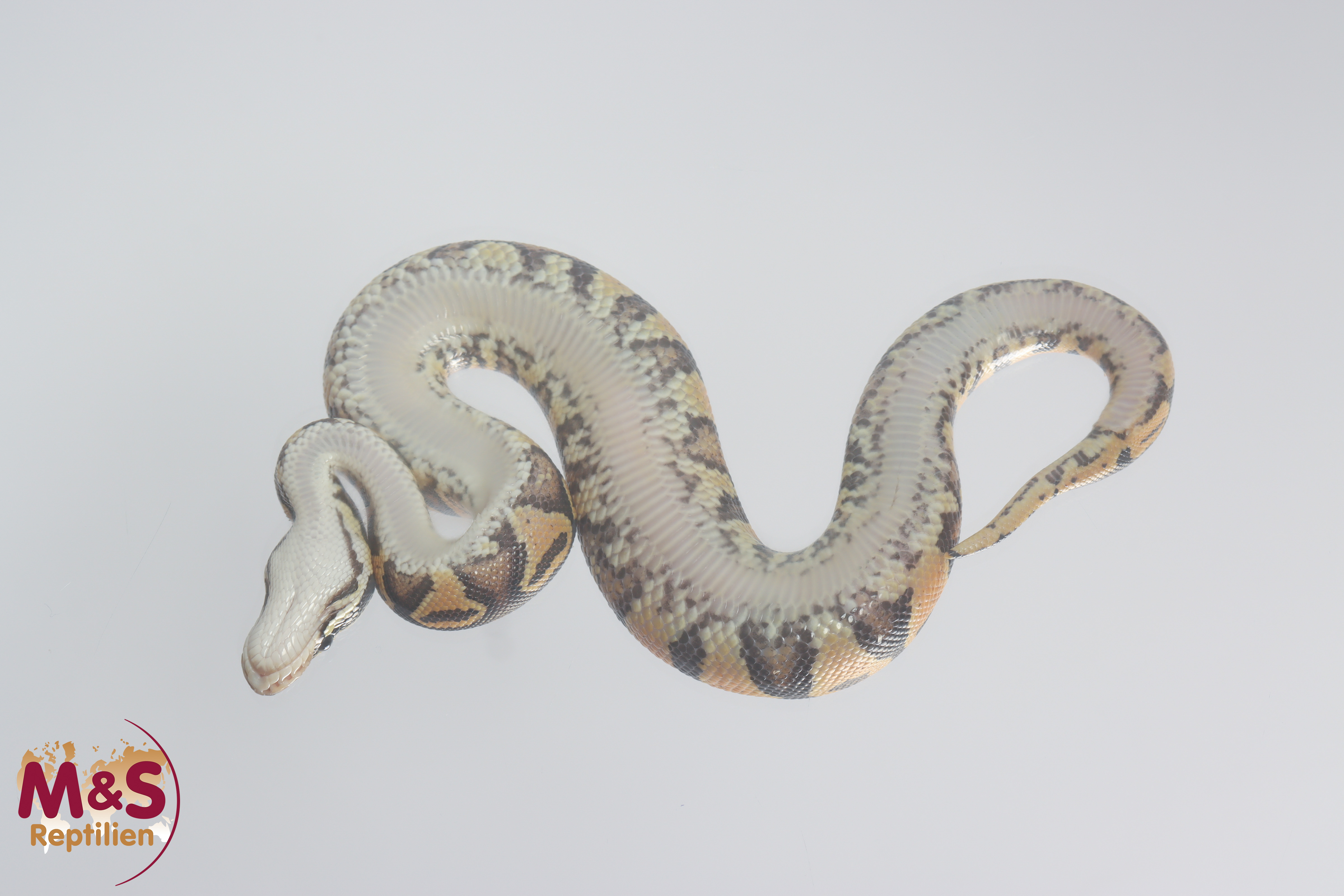 1.0 (Male) Gravel - Pastel Königspython NZ´M&S´22 Python regius