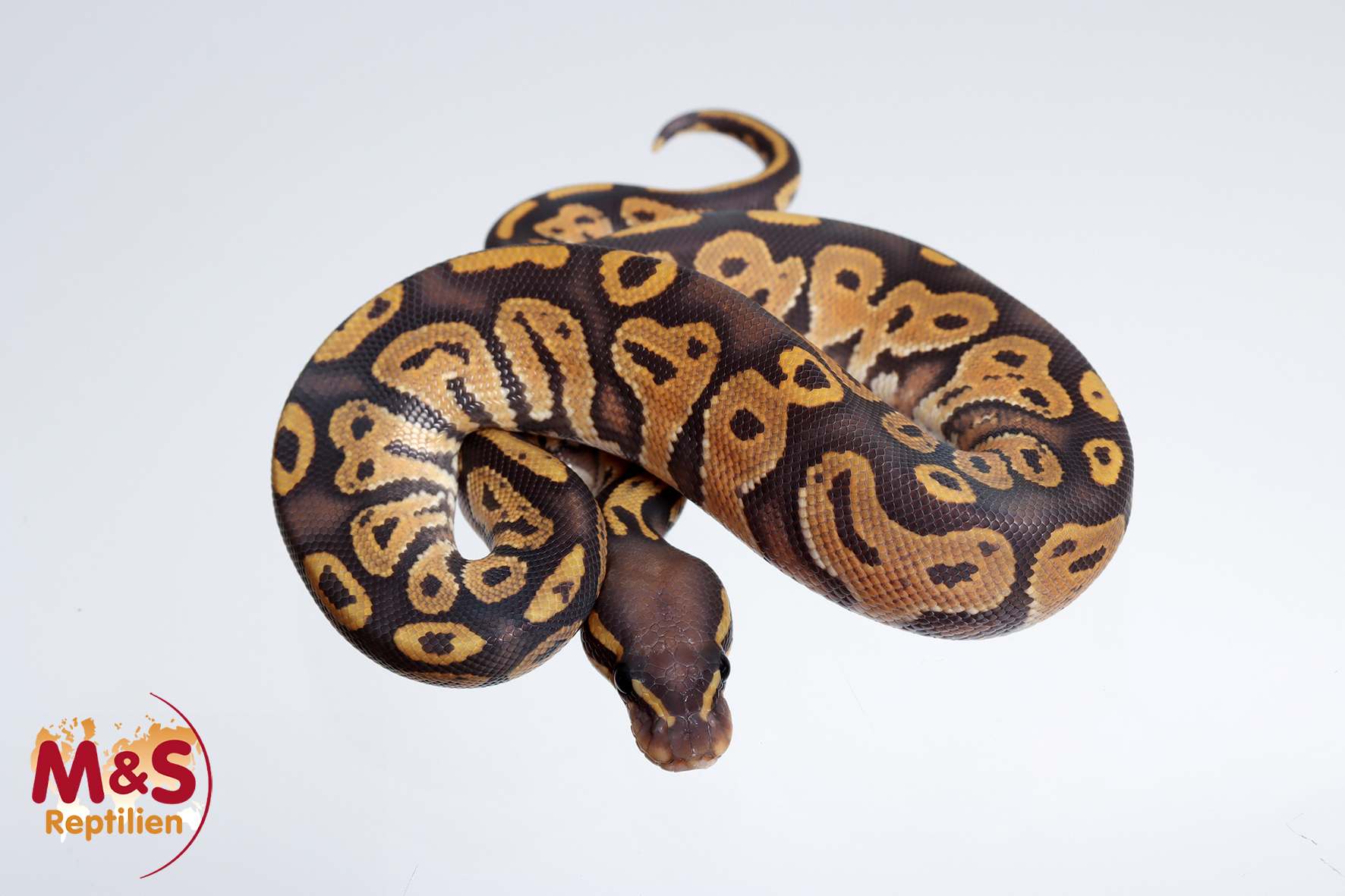 1.0 (Male) Black Head Ghost 50% poss. het. Clown Königspython NZ´M&S´24 Python regius