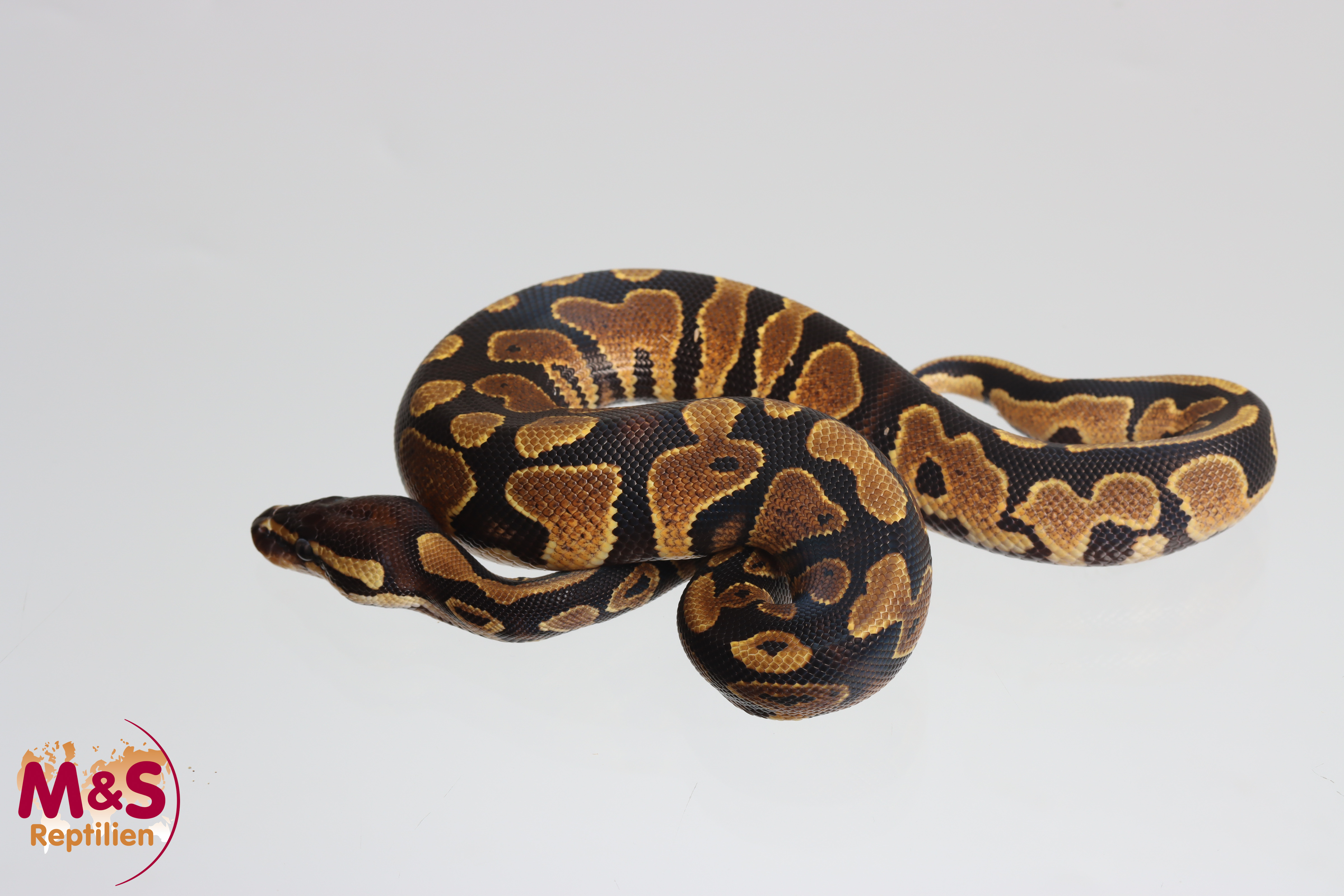 1.0 (Male) Highway (Gravel Yellowbelly) 100% hetero Piebald Königspython NZ´M&S´25 Python regius