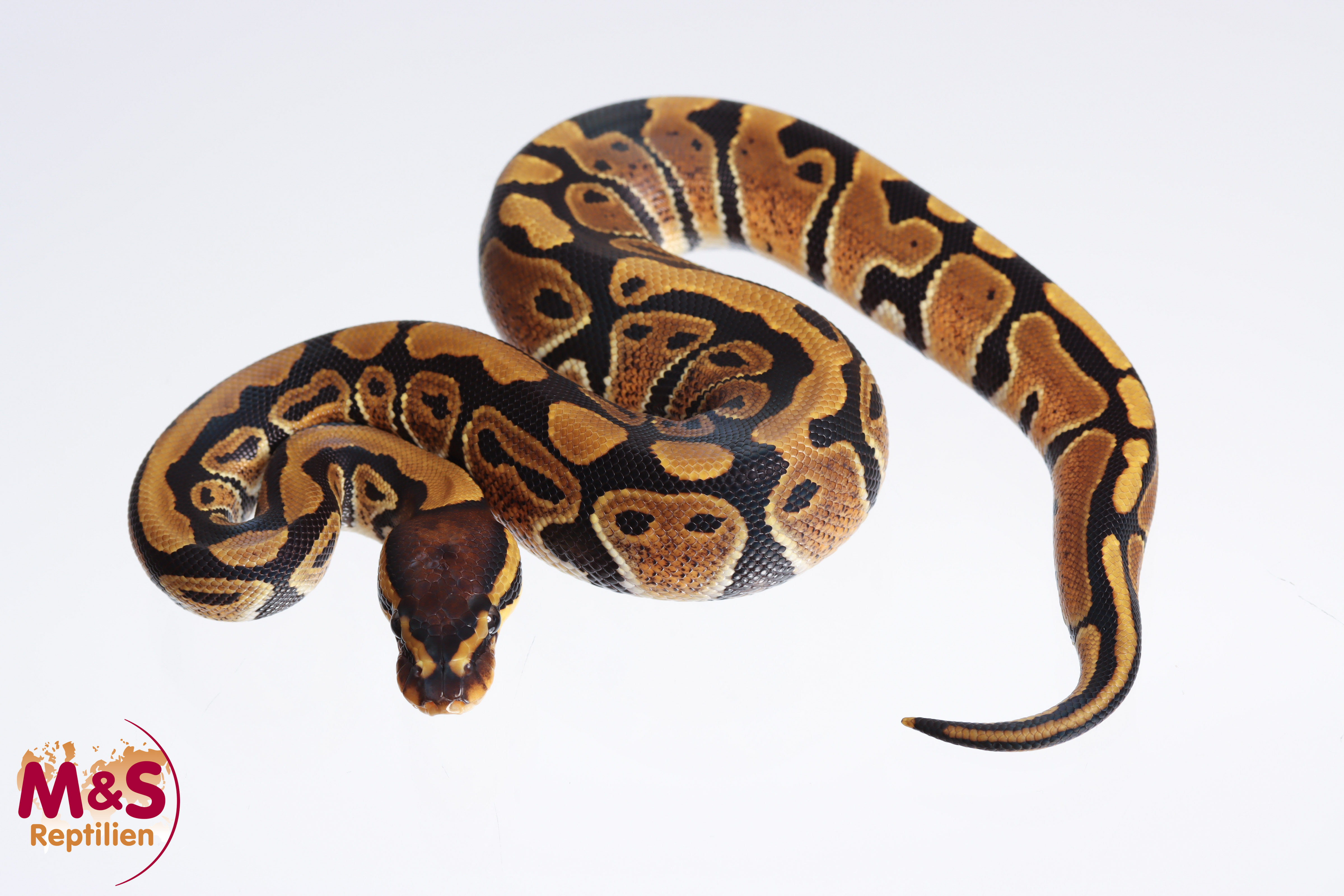 0.1 (Female) 100% doppel hetero Albino-Clown poss. Axantic VPI / SK Königspython NZ´M&S´23 Python re