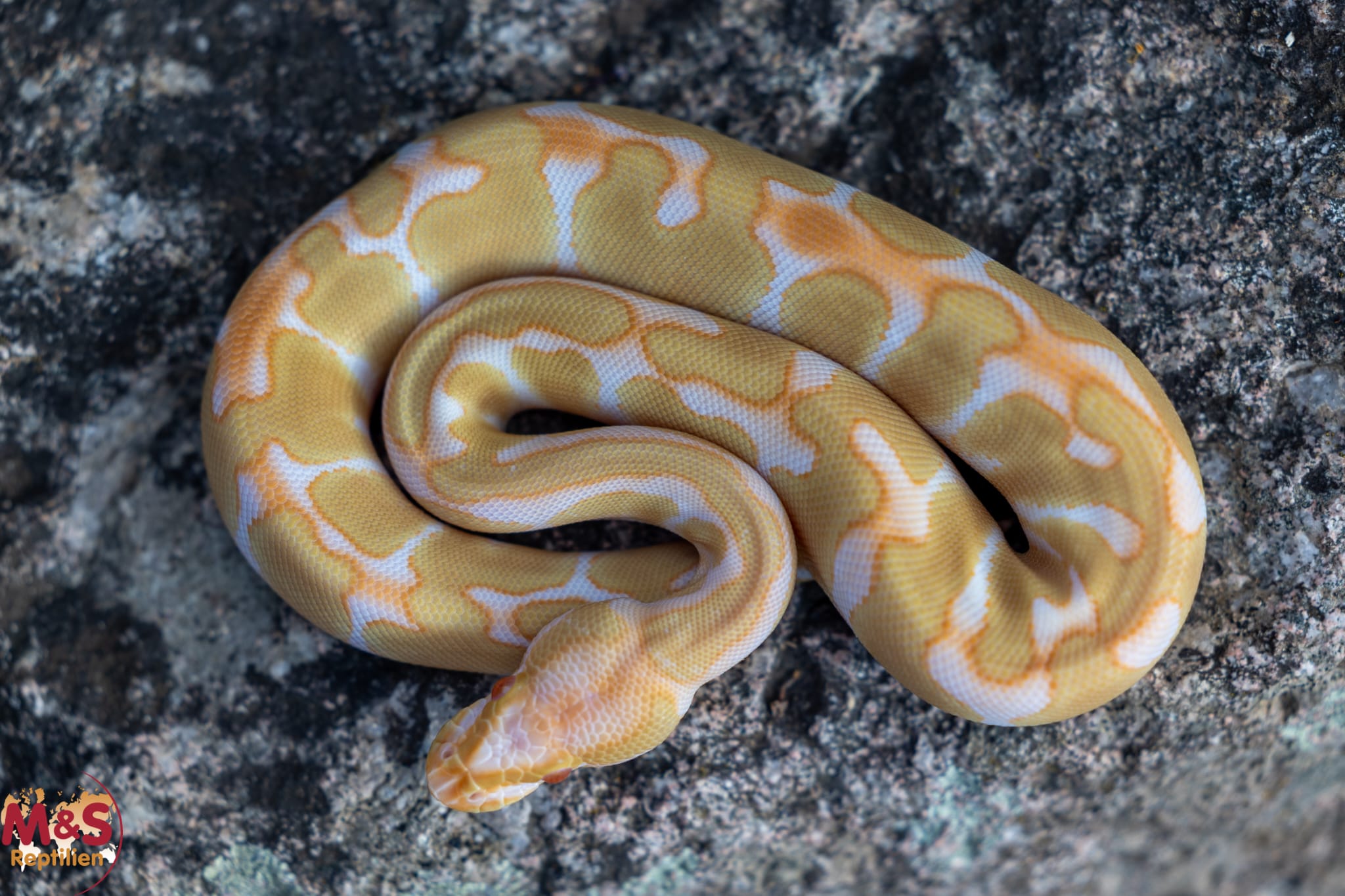 1.0 (Male) Albino - Enchi - Mojave Königspython NZ´M&S´26 Python regius