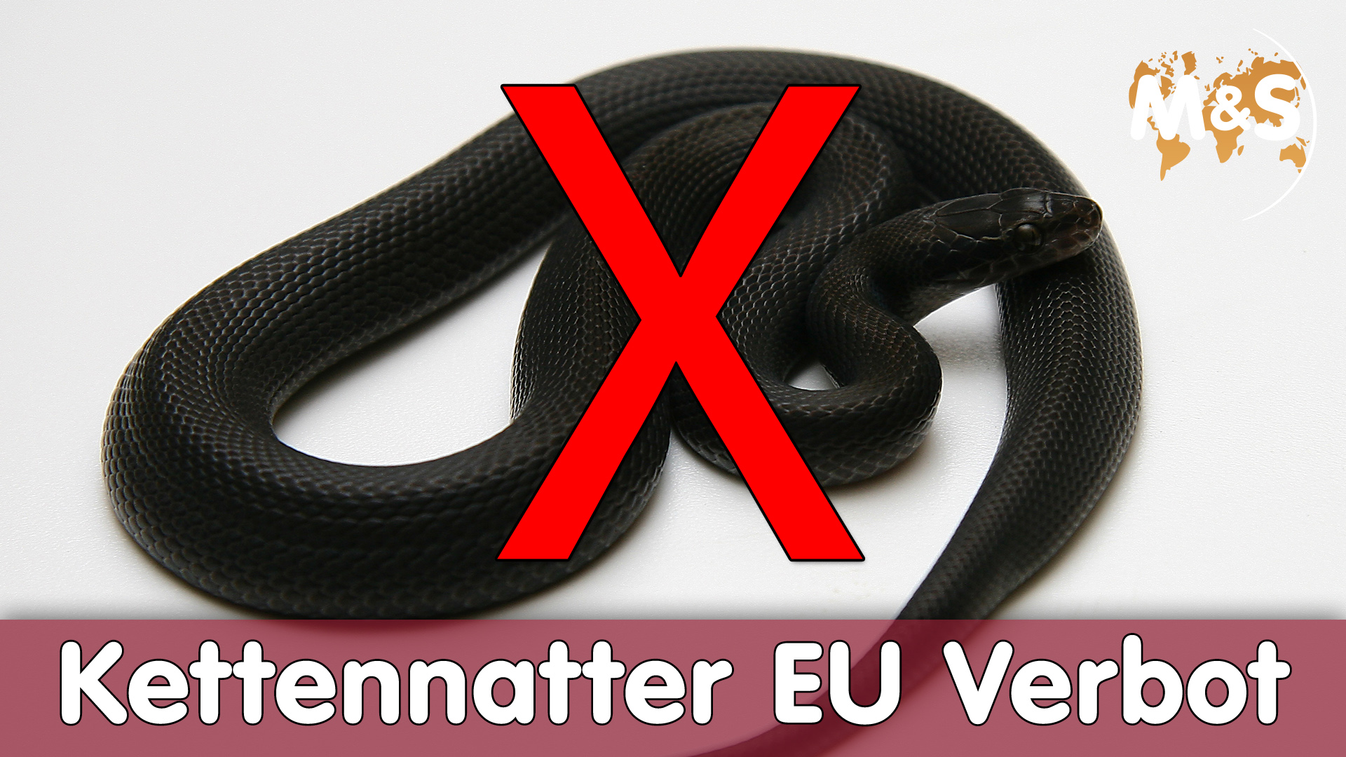 Kettennatter VERBOT in Europa !!! | Was jetzt?