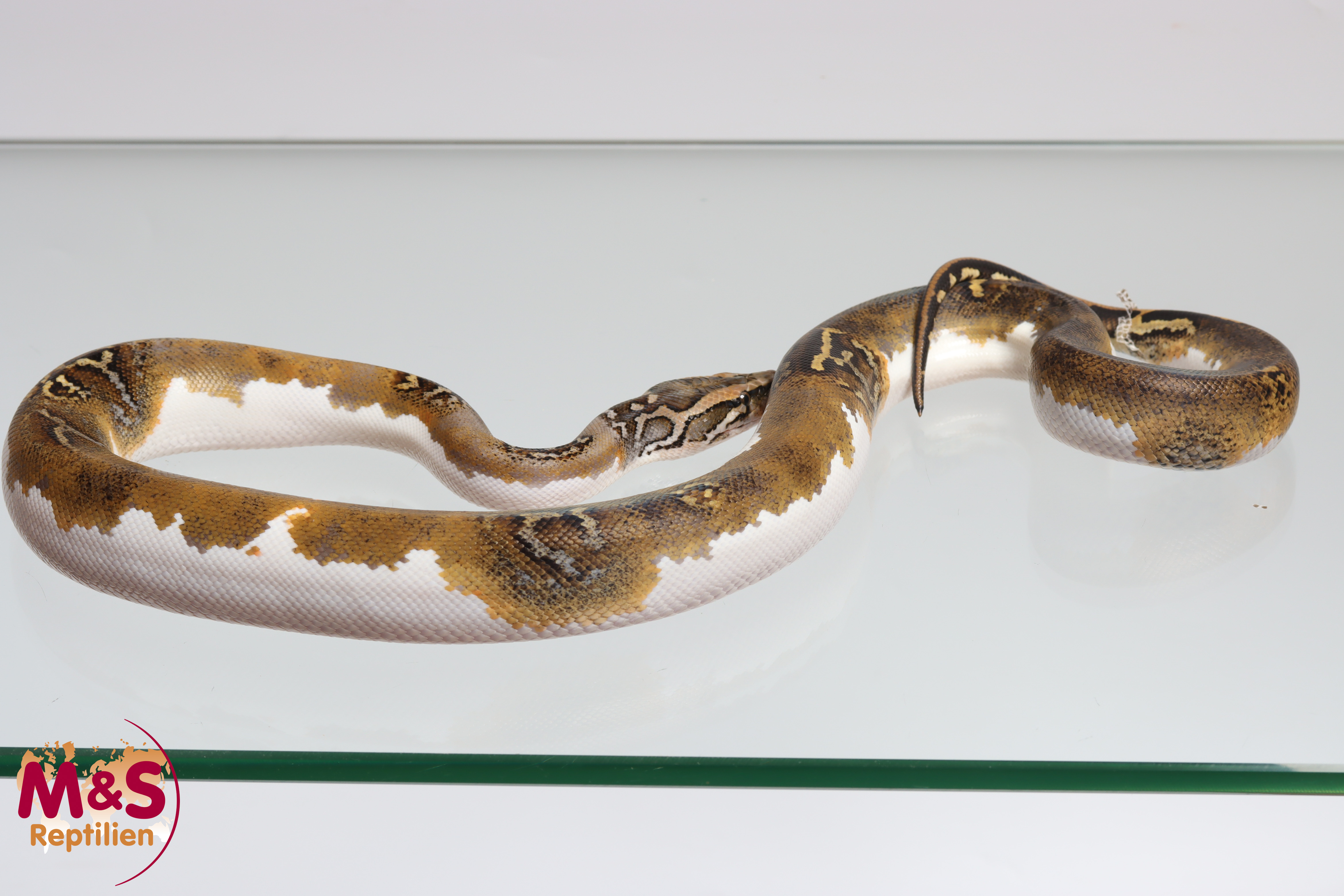 1.0 (Male) Piebald 66% het Caramel Tigerpython NZ'25 (ca.80-90 cm) Python bivittatus (Originalbild)