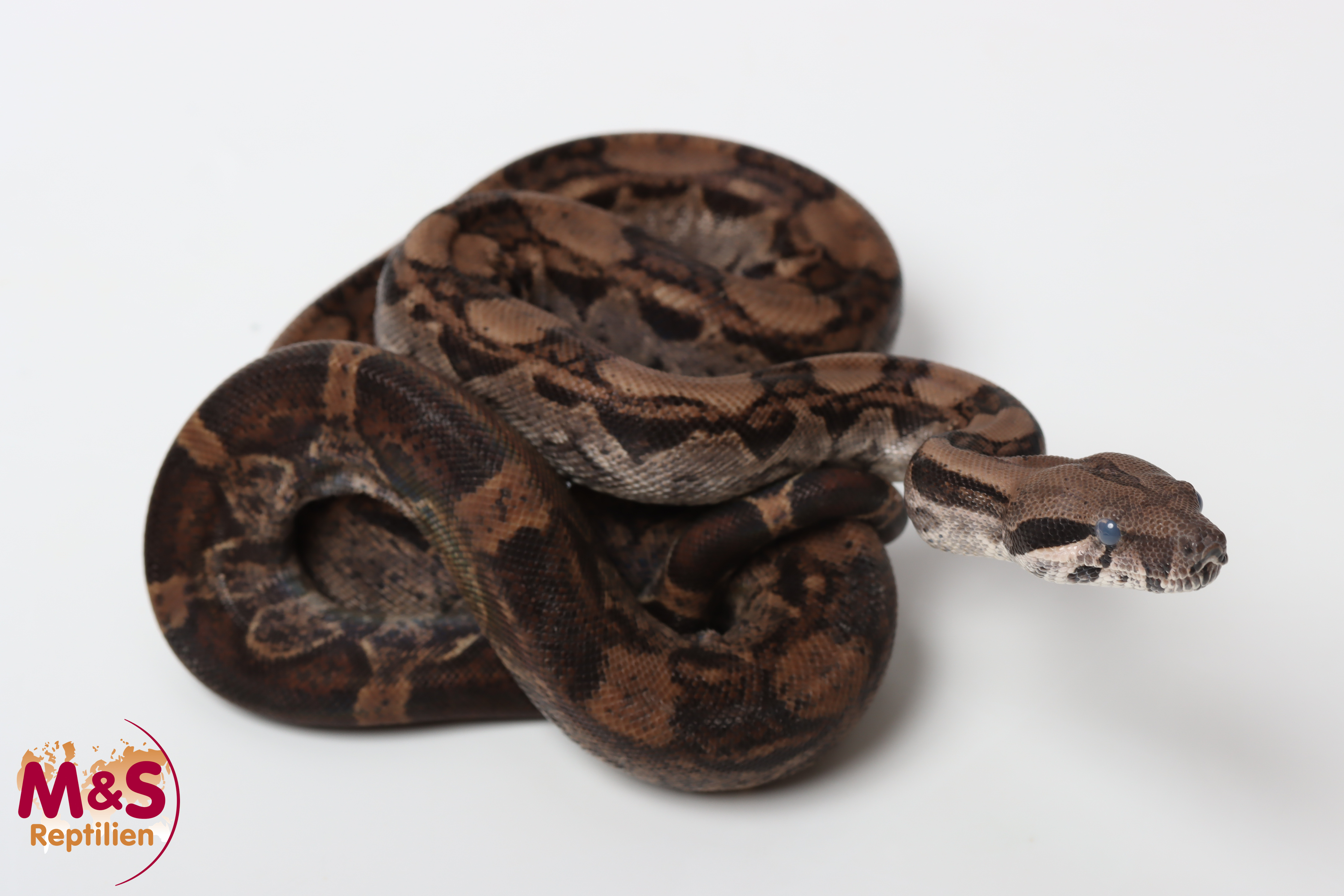 1.0 (Male) Keltic het.opal (sharp/blood) Purple Pastel Line NZ'25 (ca. 80cm)  Boa c. imperator (Originalbild)