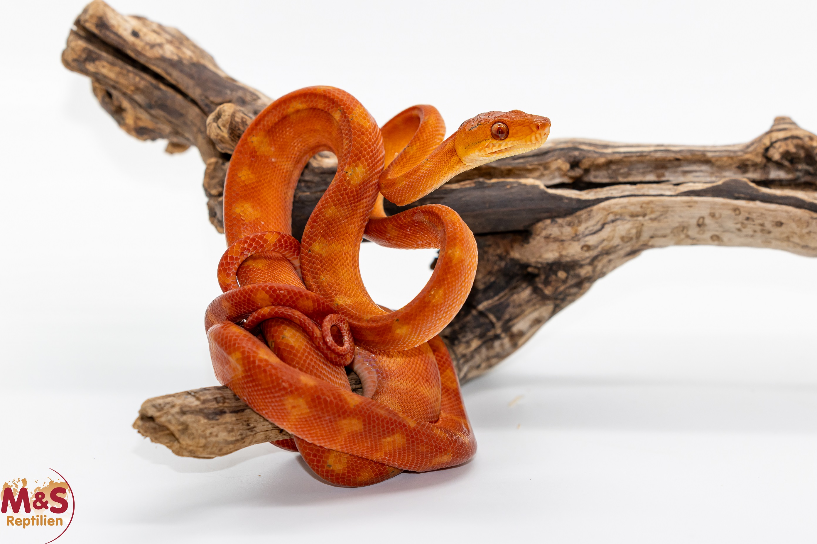 1.0 (Male) Gartenboa NZ’ 24 ( ca. 80-90 cm ) Corallus hortulanus (Originalbild)