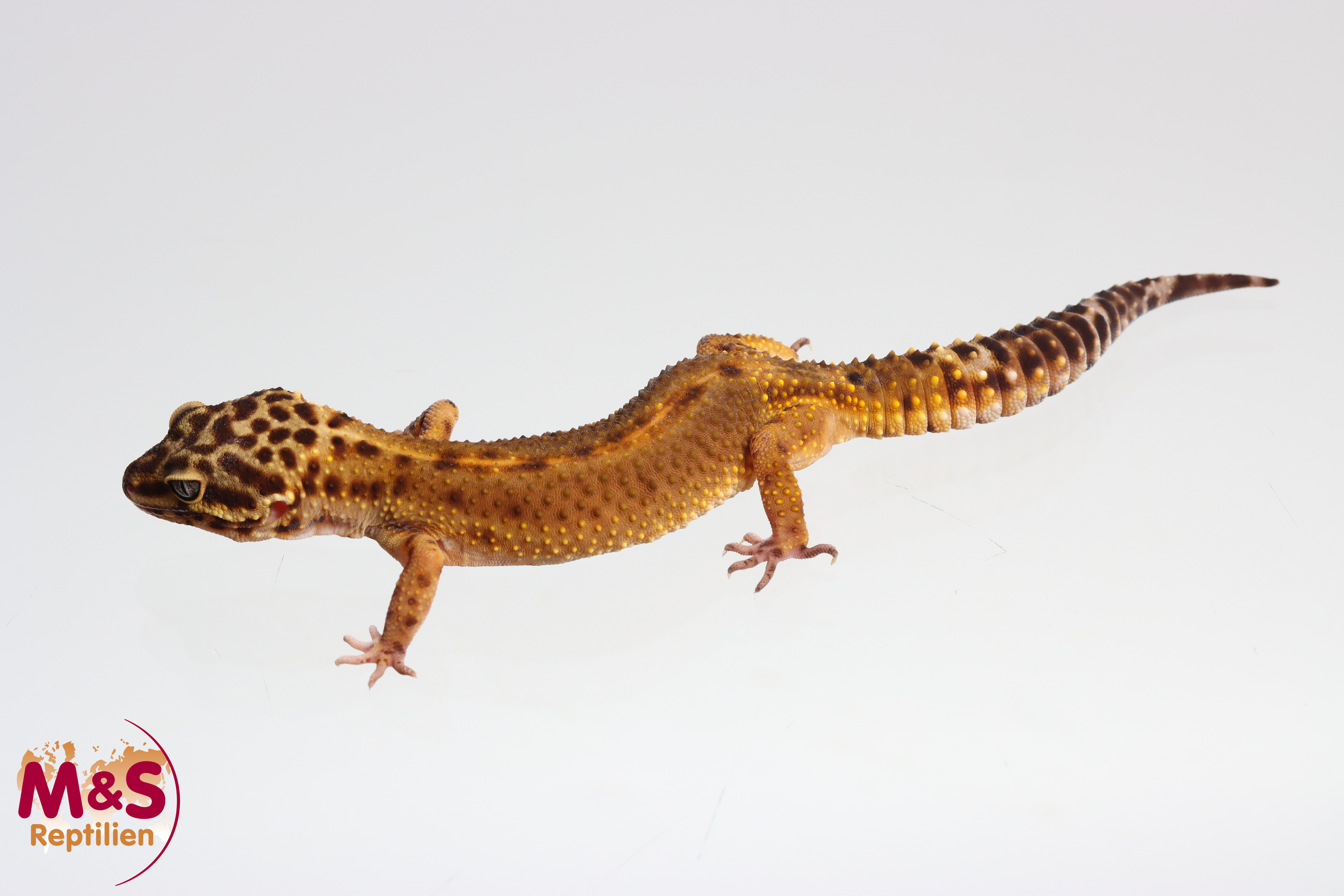 0.1 (Female) Clown Leopardgecko NZ'23/24 (adult) E. macularius (Originalbild)