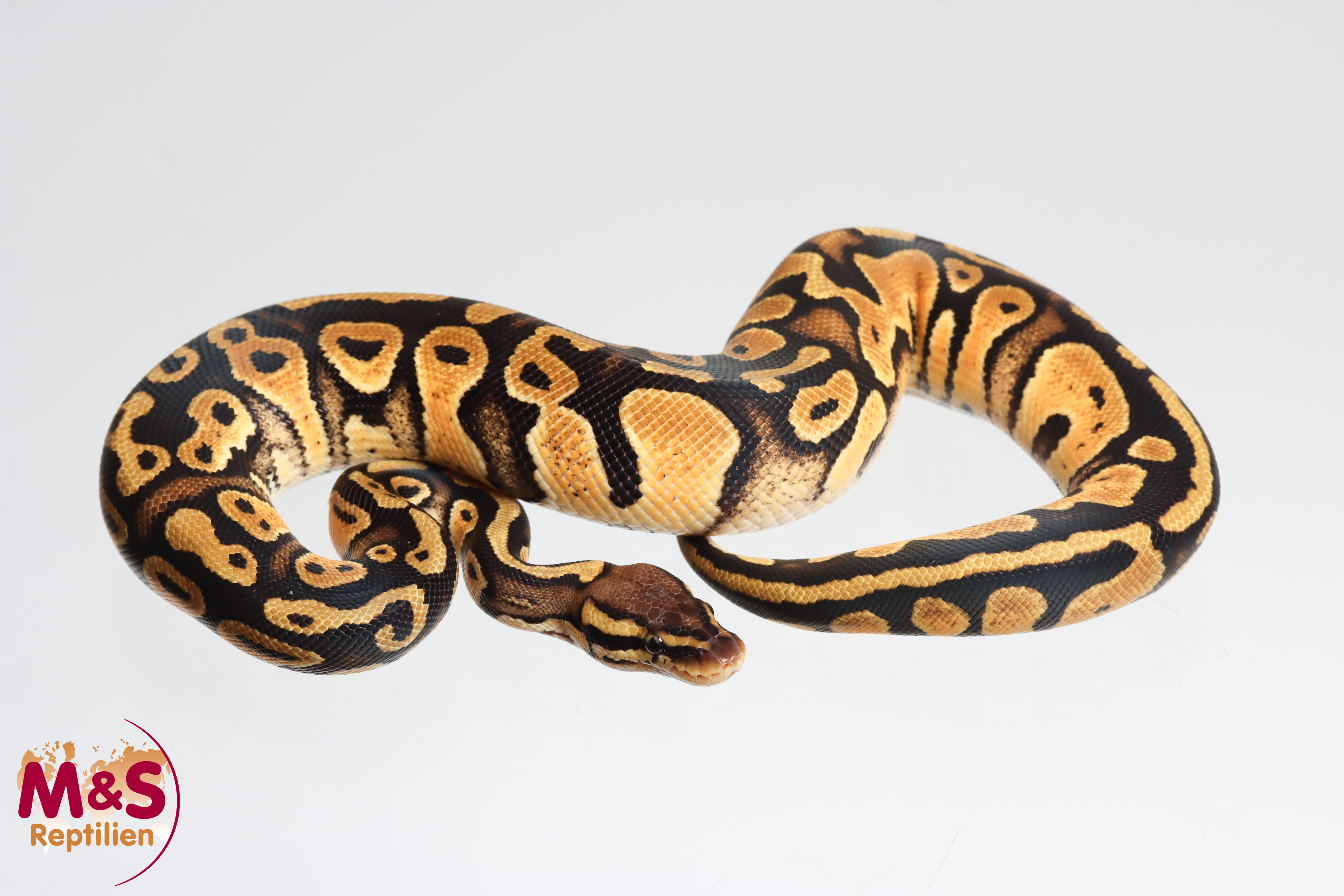 0.1 (Female) Pastel 66% DH Cryptic-Clown 50% poss Pied Königspython NZ´M&S'25 Python regius