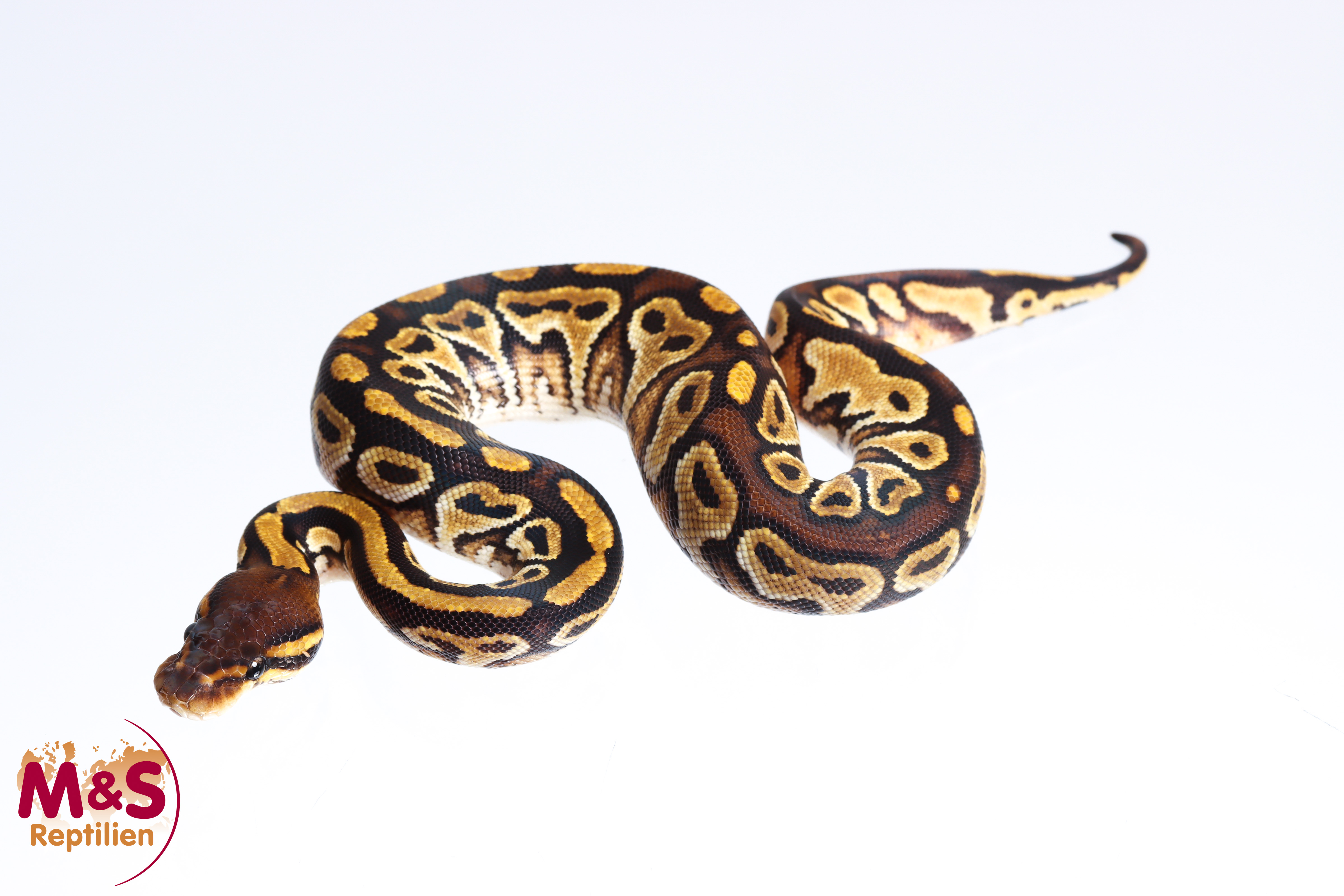 0.1 (Female) Bongo Königspython NZ´M&S´23 Python regius